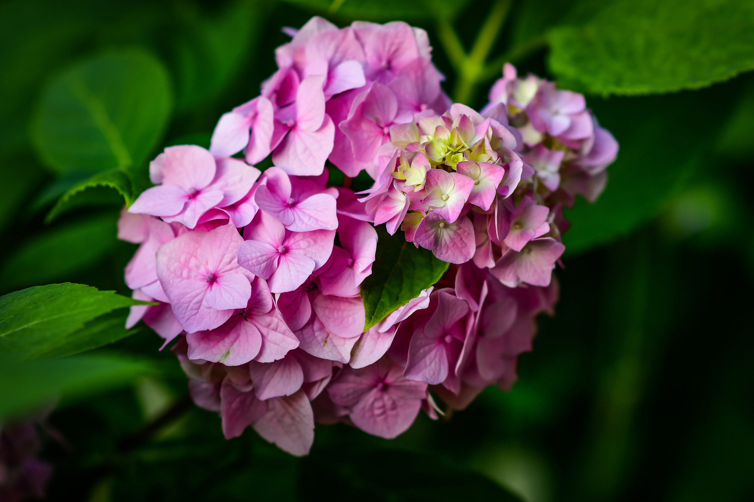 Природа. Семейный и свадебный фотограф в Донецке Донская Анастасия