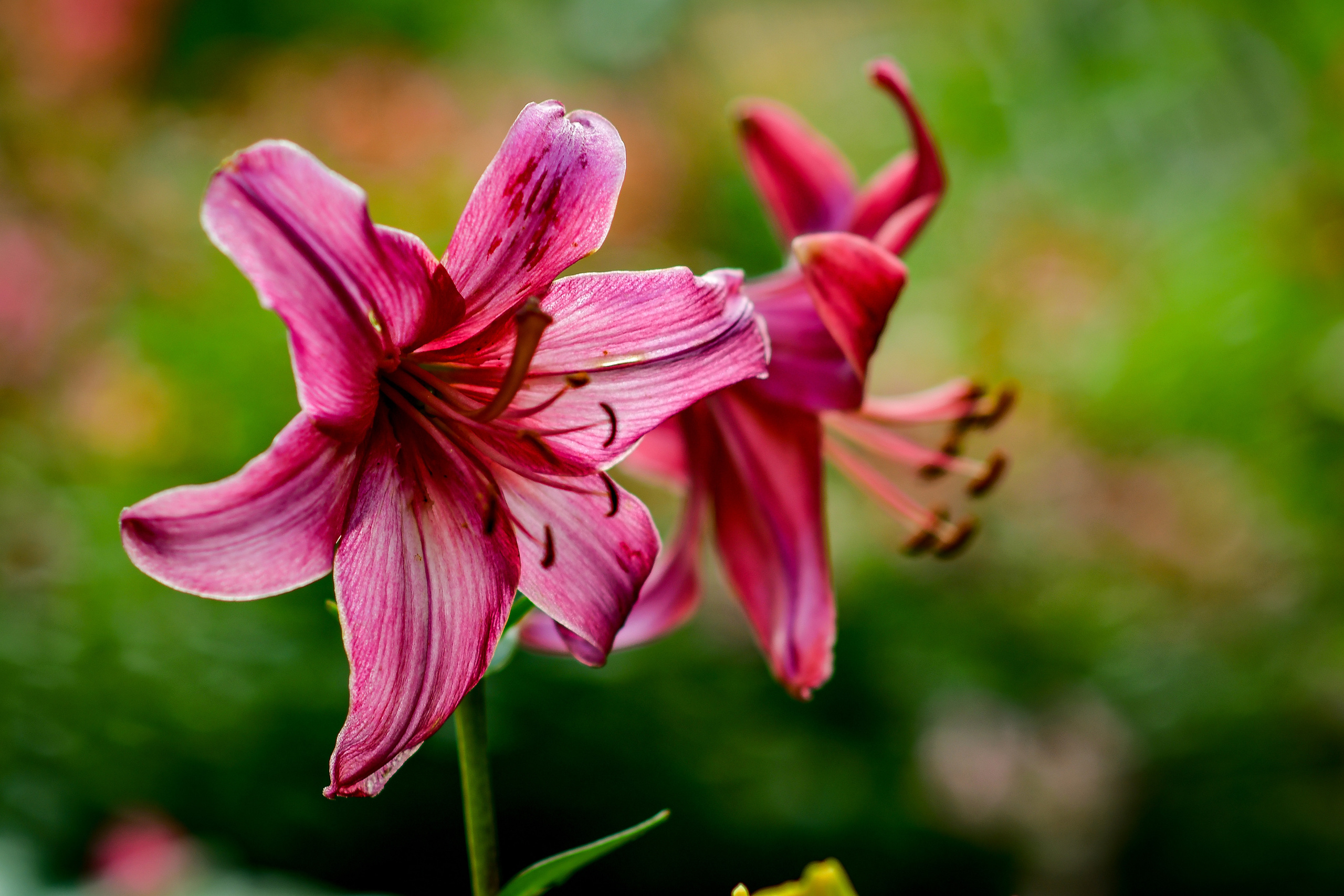Природа. Семейный и свадебный фотограф в Донецке Донская Анастасия