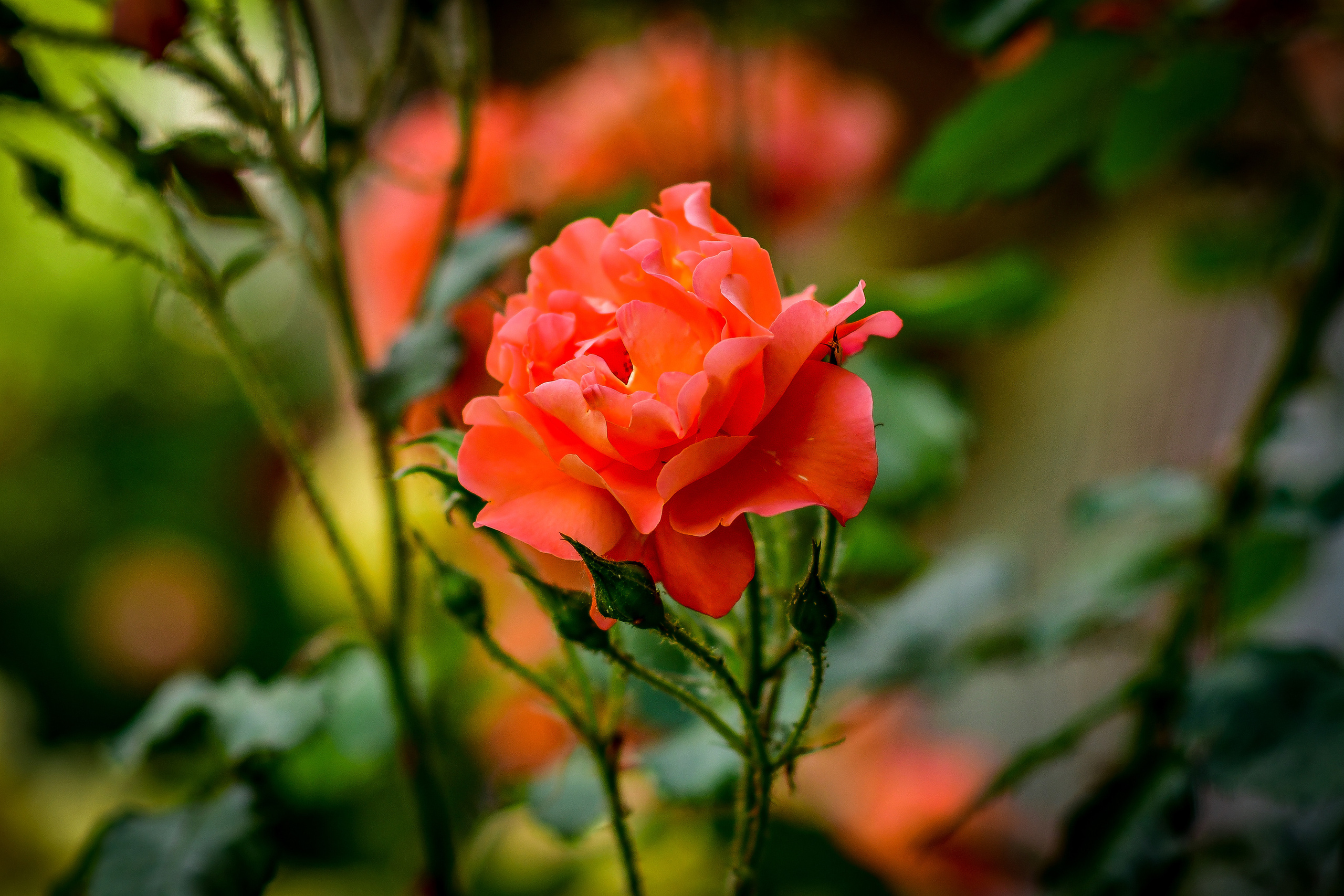 Природа. Семейный и свадебный фотограф в Донецке Донская Анастасия