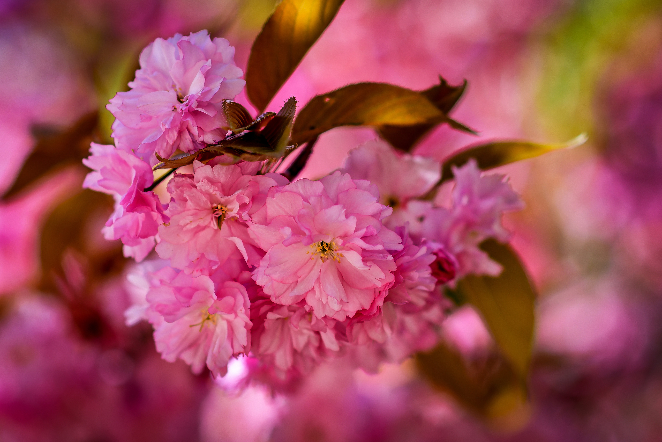 Природа. Семейный и свадебный фотограф в Донецке Донская Анастасия