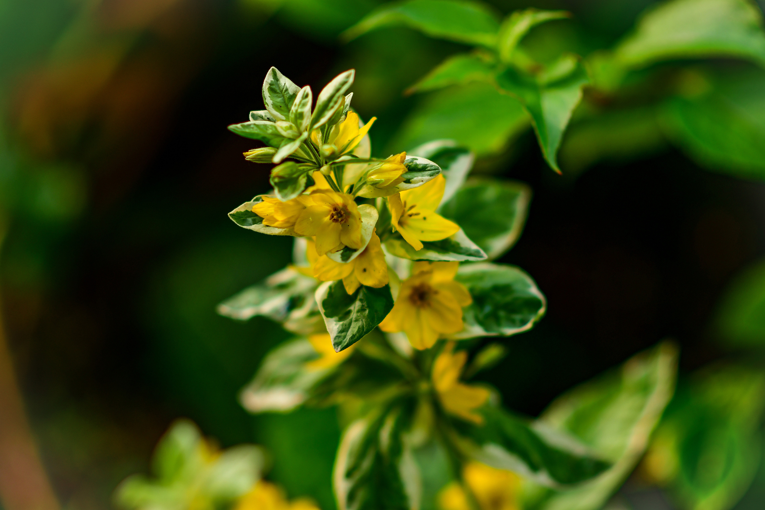 Природа. Семейный и свадебный фотограф в Донецке Донская Анастасия