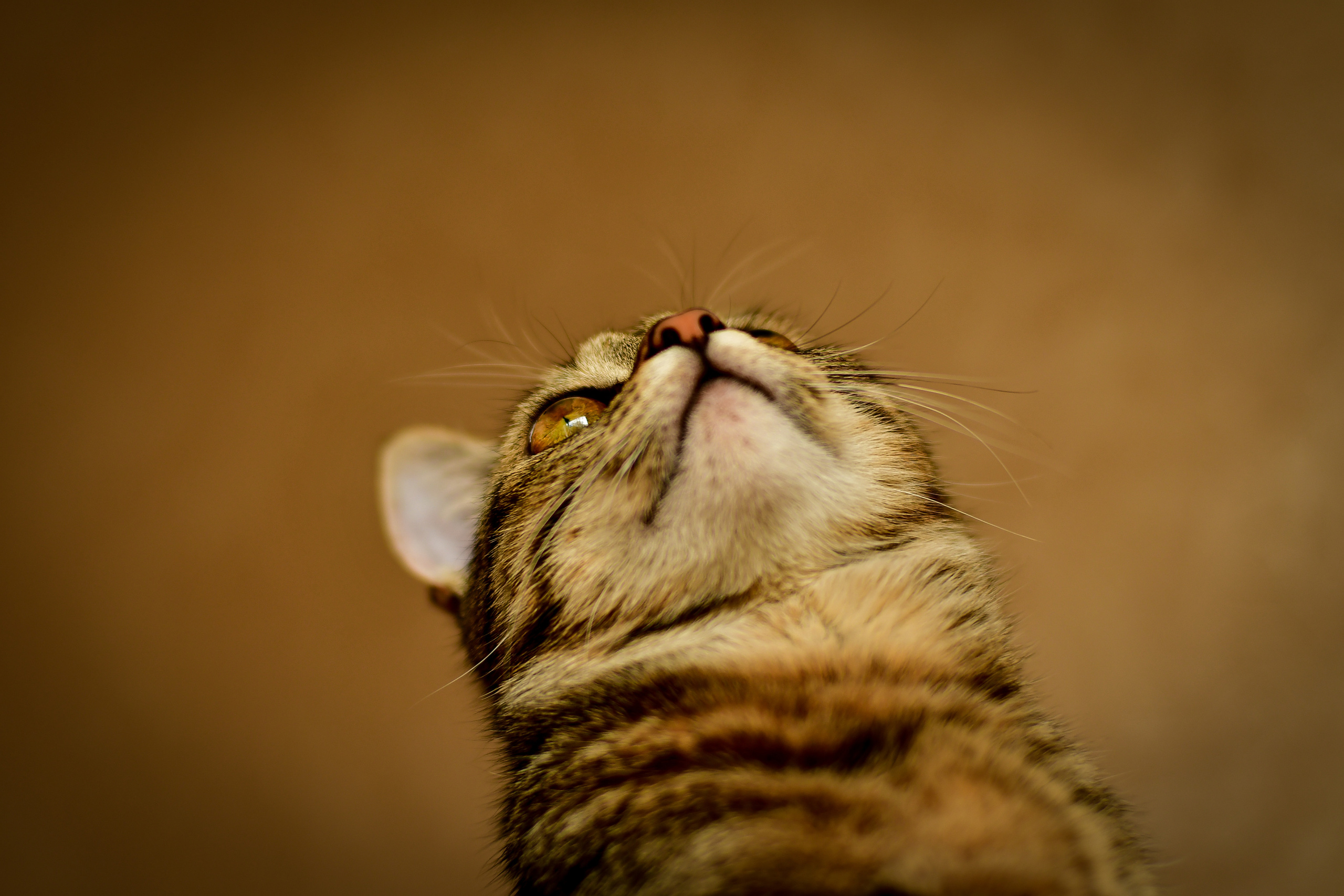 Природа. Семейный и свадебный фотограф в Донецке Донская Анастасия