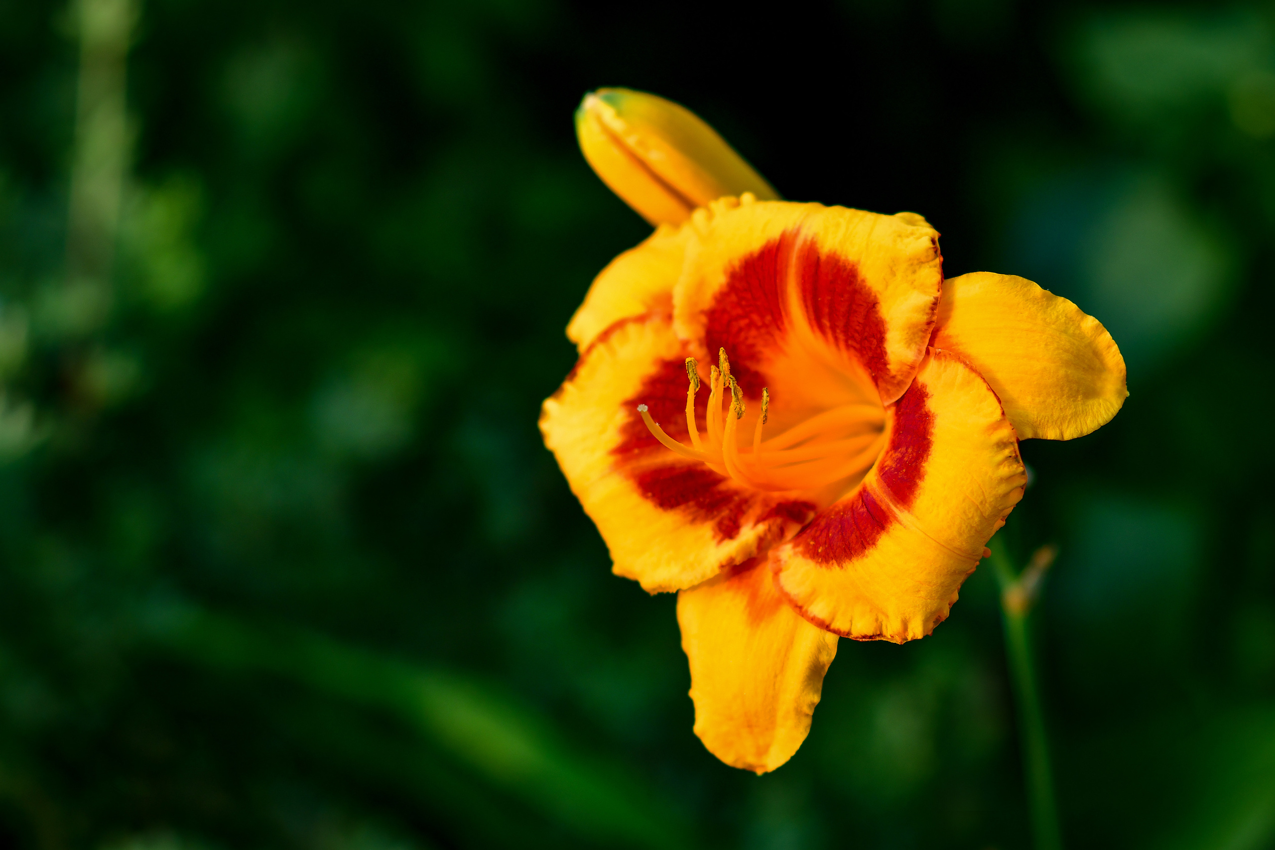 Природа. Семейный и свадебный фотограф в Донецке Донская Анастасия