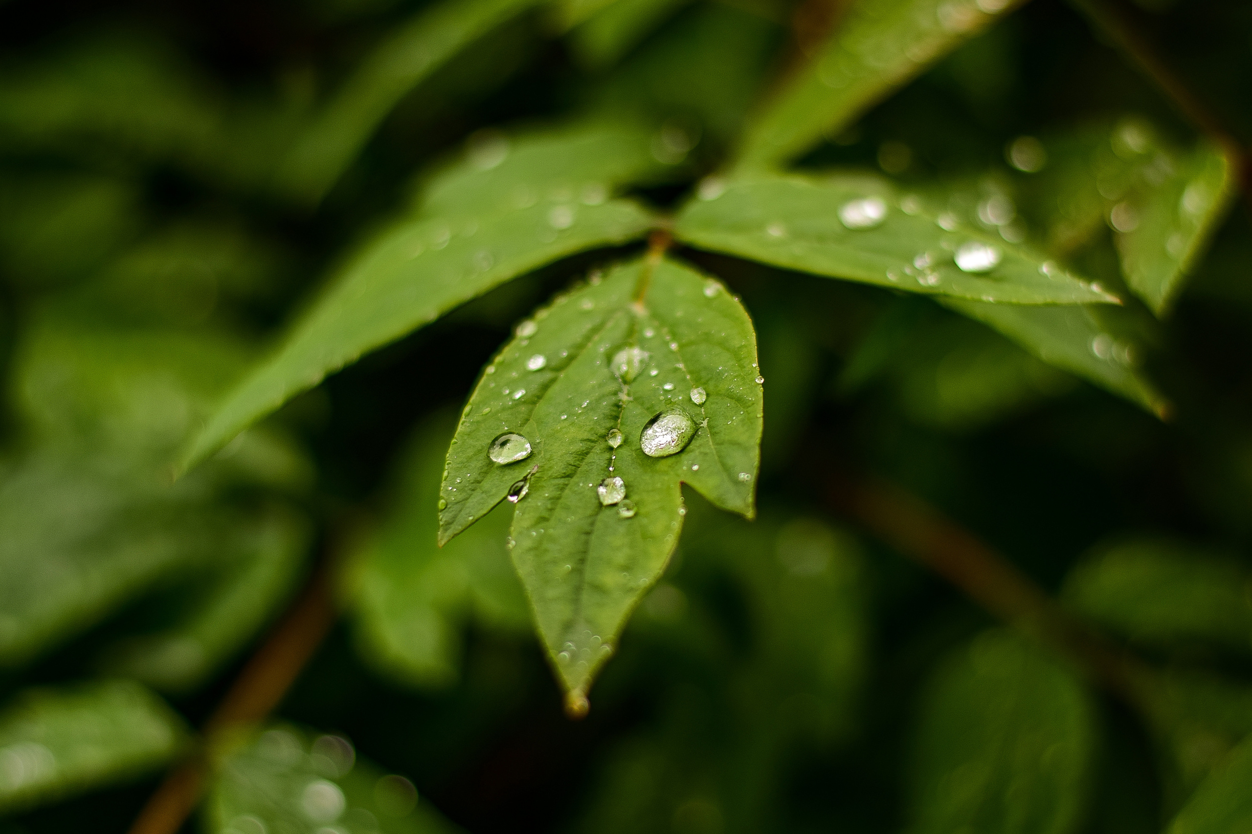 Природа. Семейный и свадебный фотограф в Донецке Донская Анастасия