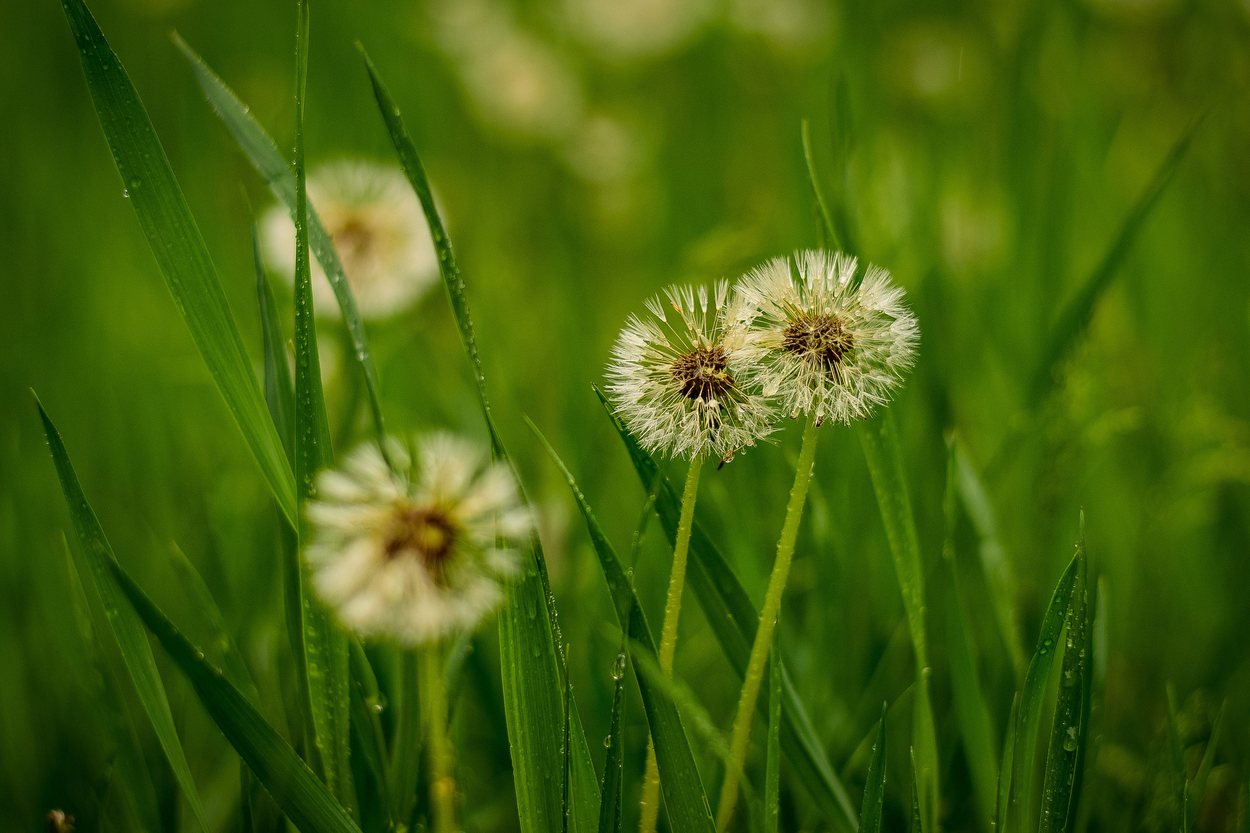 Природа. Семейный и свадебный фотограф в Донецке Донская Анастасия