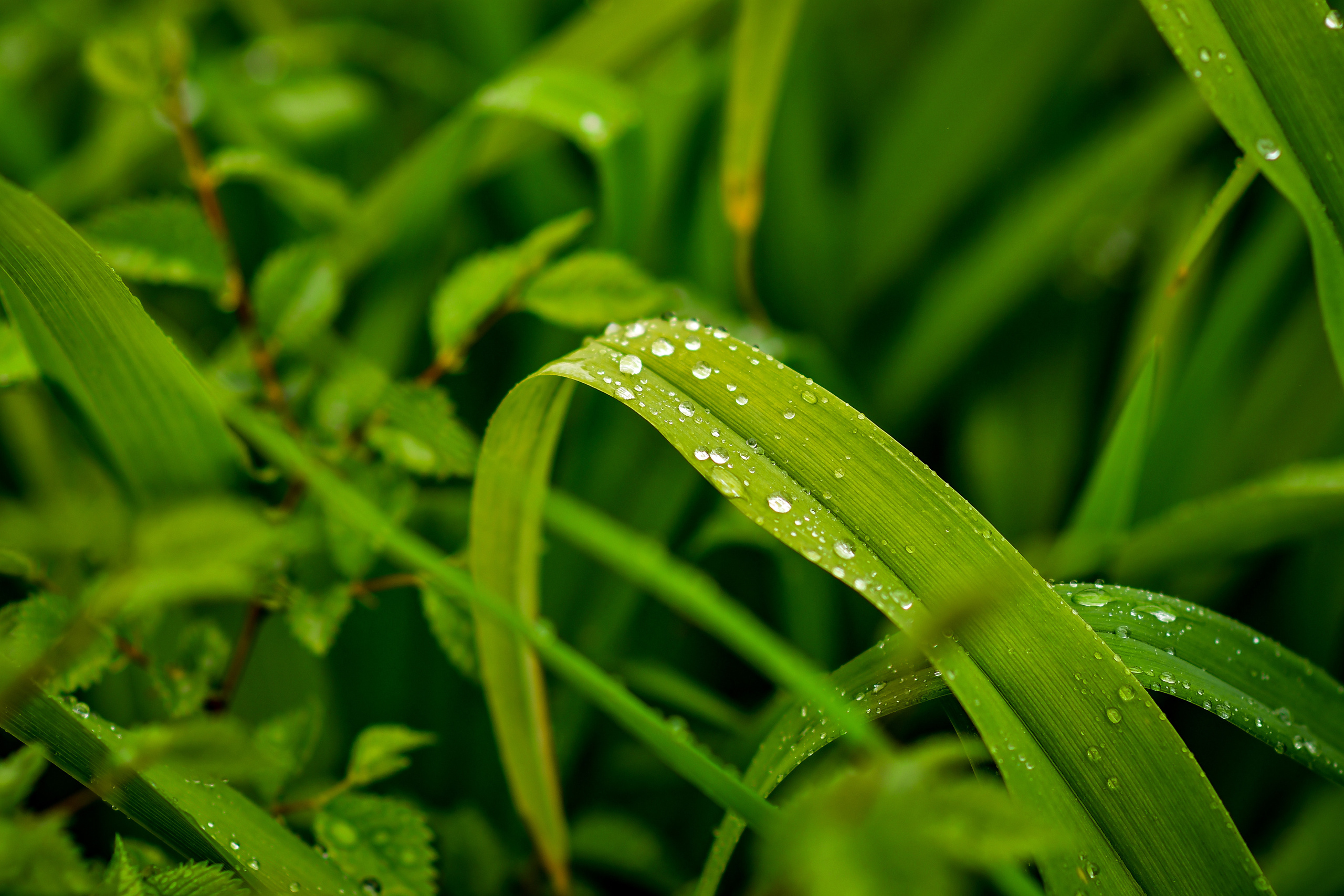 Природа. Семейный и свадебный фотограф в Донецке Донская Анастасия