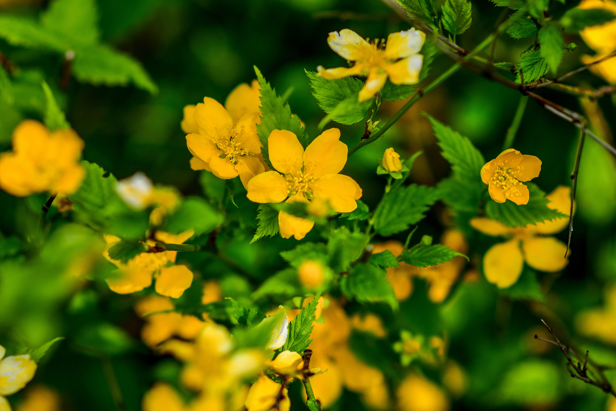 Природа. Семейный и свадебный фотограф в Донецке Донская Анастасия
