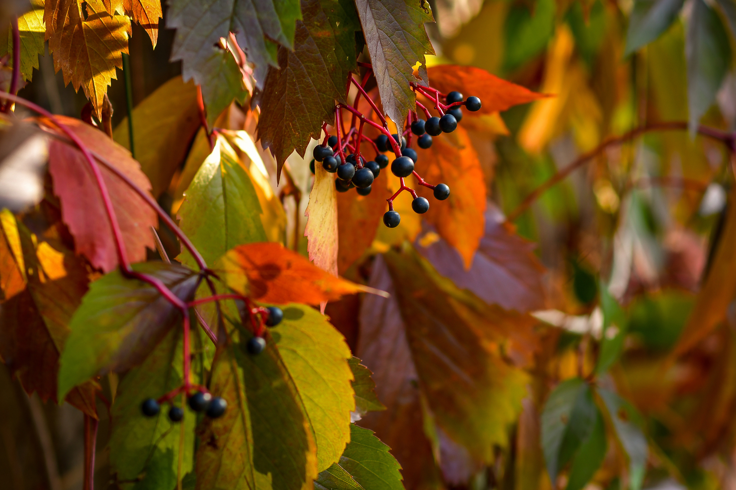 Природа. Семейный и свадебный фотограф в Донецке Донская Анастасия