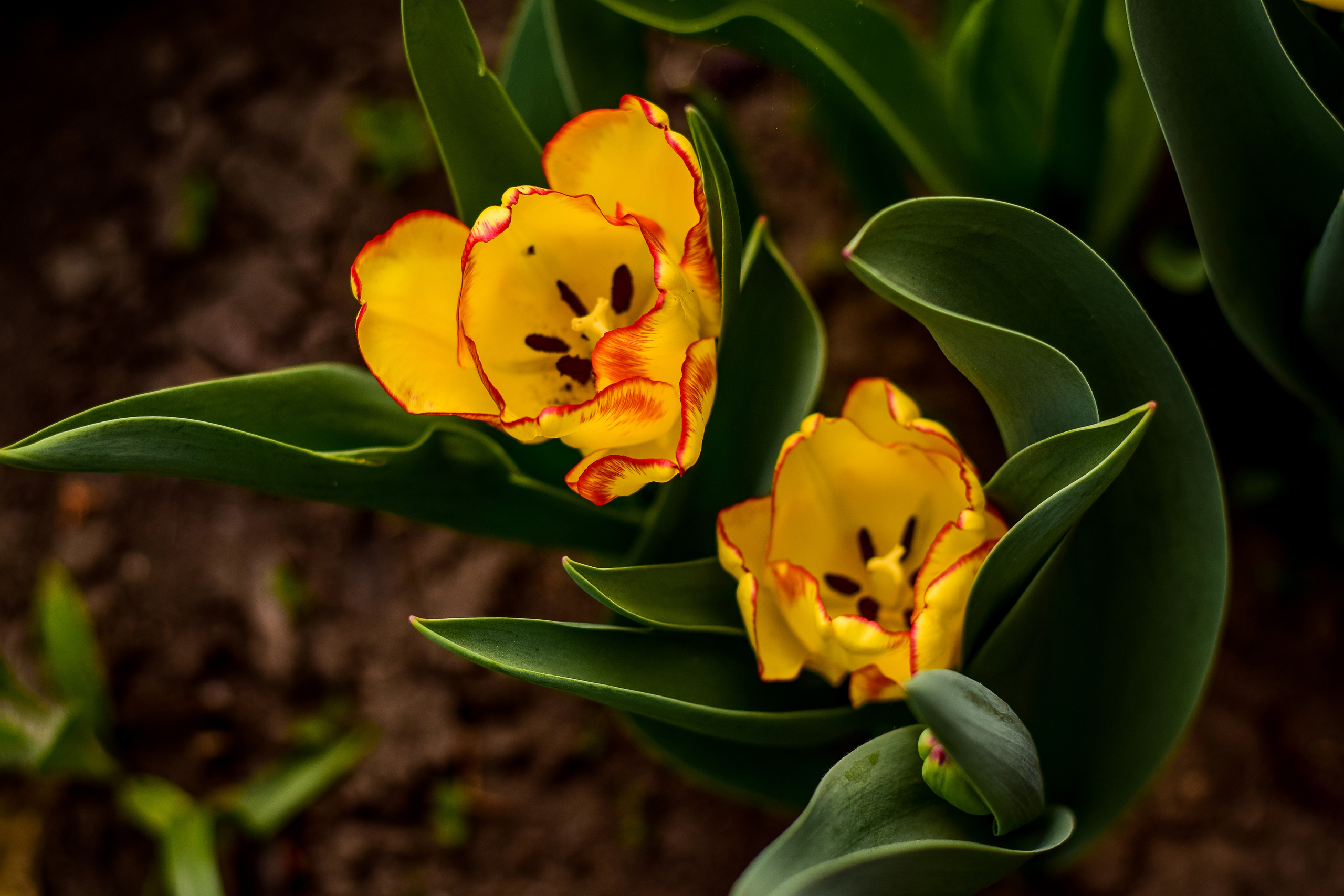 Природа. Семейный и свадебный фотограф в Донецке Донская Анастасия