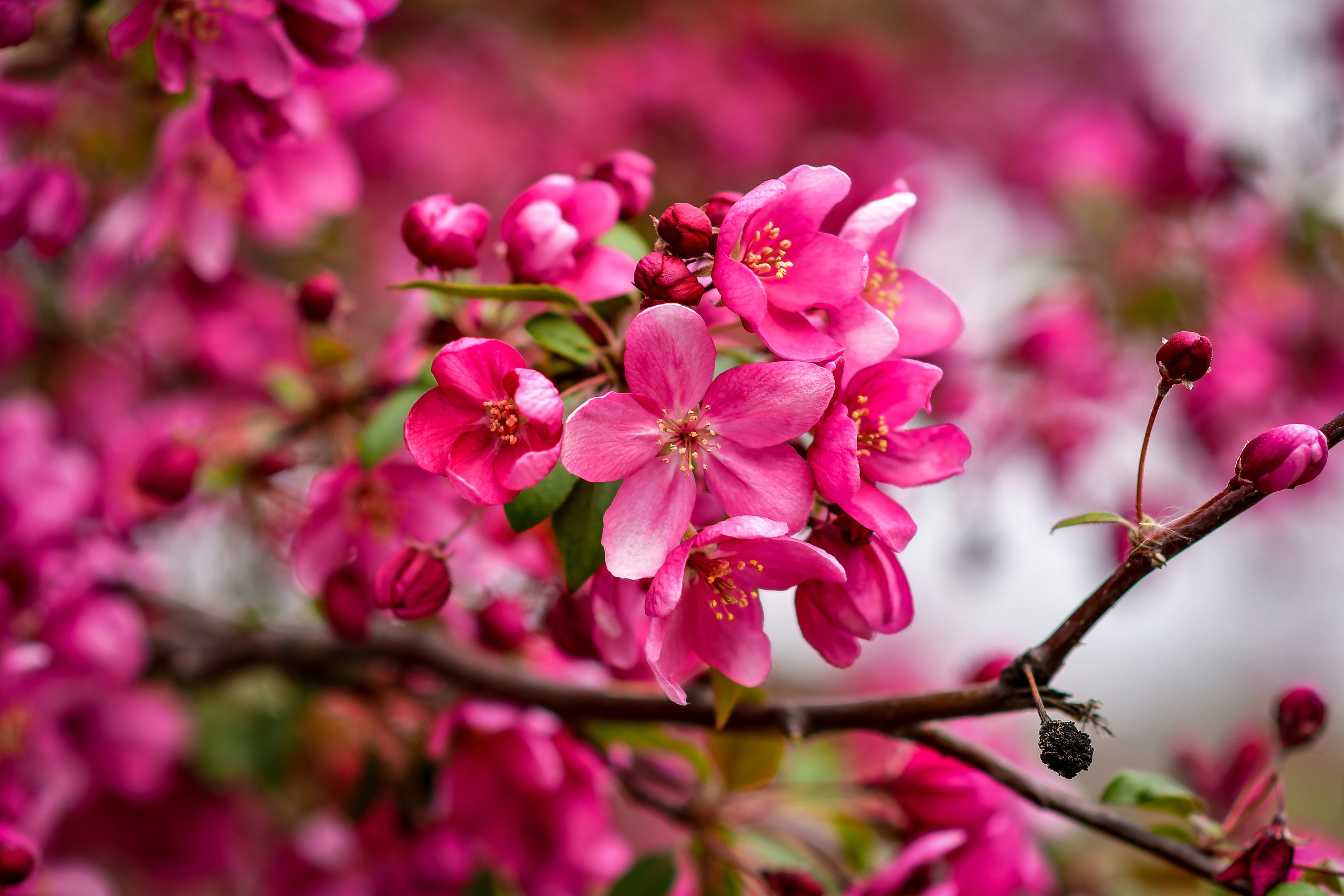 Природа. Семейный и свадебный фотограф в Донецке Донская Анастасия