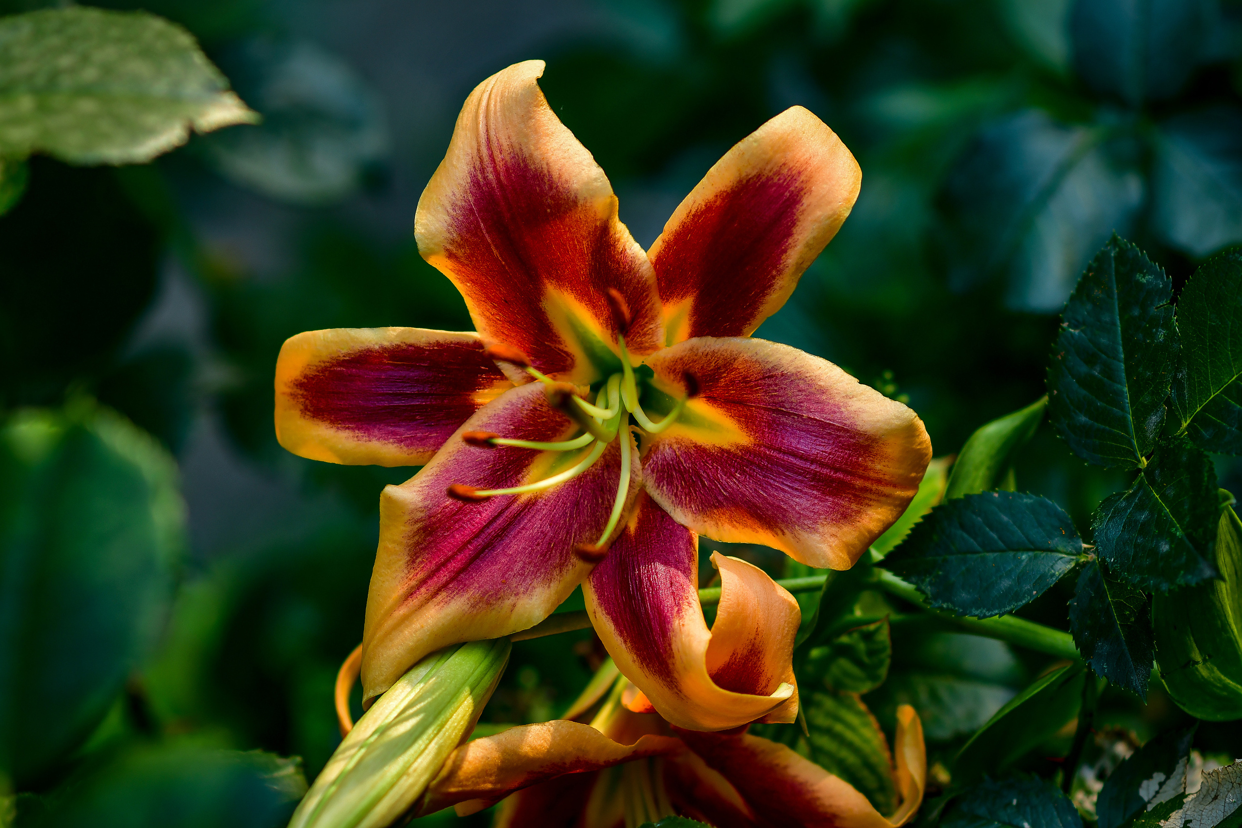 Природа. Семейный и свадебный фотограф в Донецке Донская Анастасия