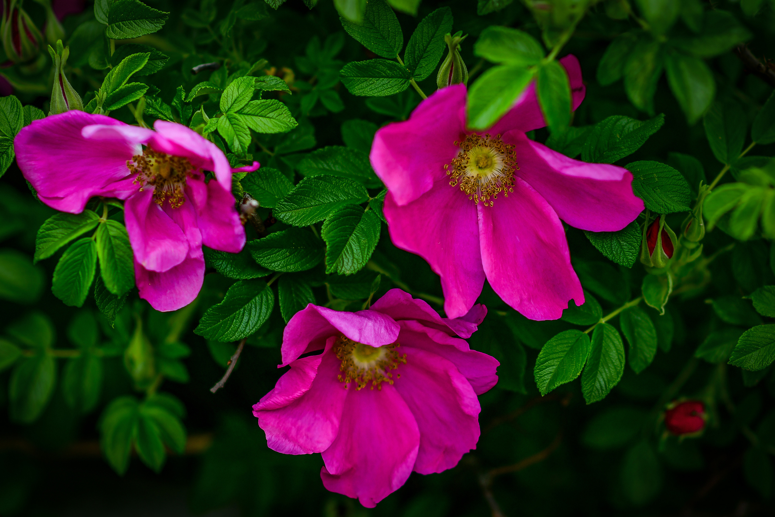 Природа. Семейный и свадебный фотограф в Донецке Донская Анастасия