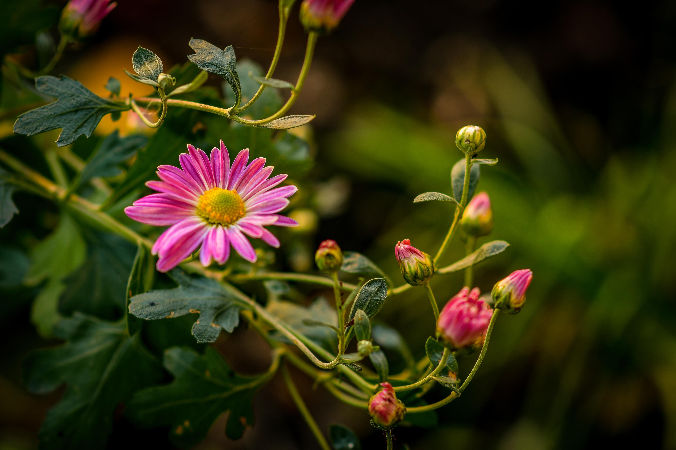 Природа. Семейный и свадебный фотограф в Донецке Донская Анастасия
