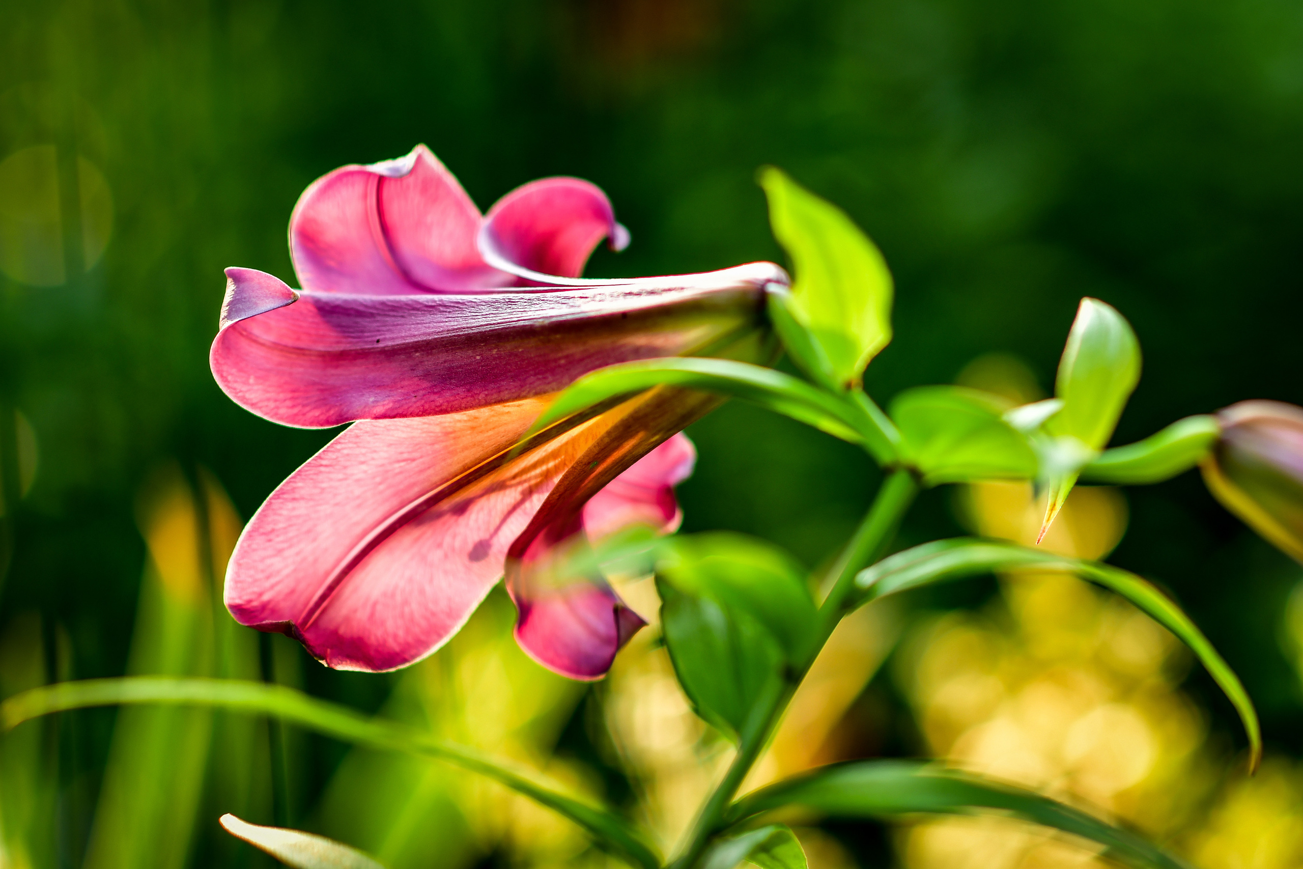 Природа. Семейный и свадебный фотограф в Донецке Донская Анастасия