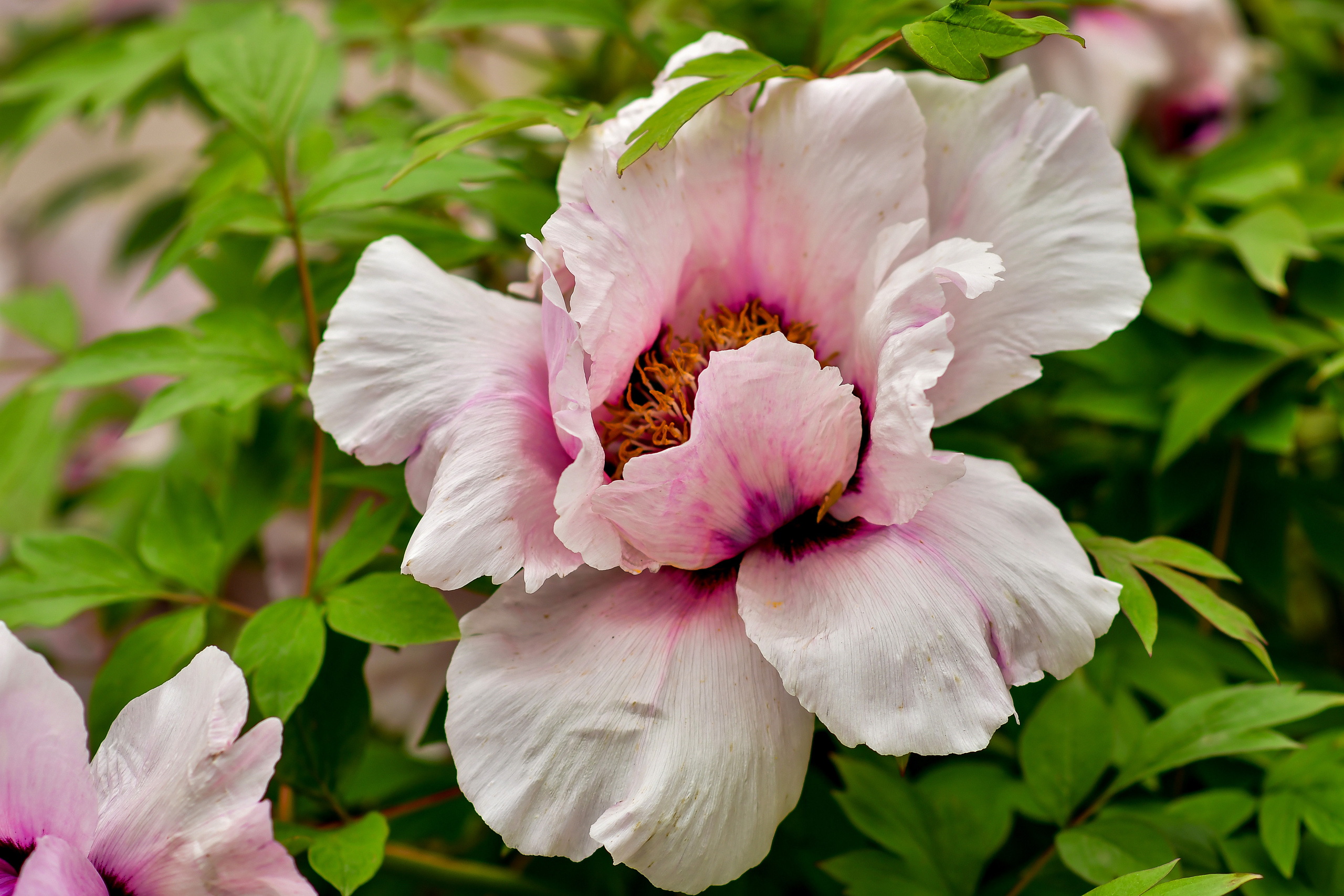 Природа. Семейный и свадебный фотограф в Донецке Донская Анастасия