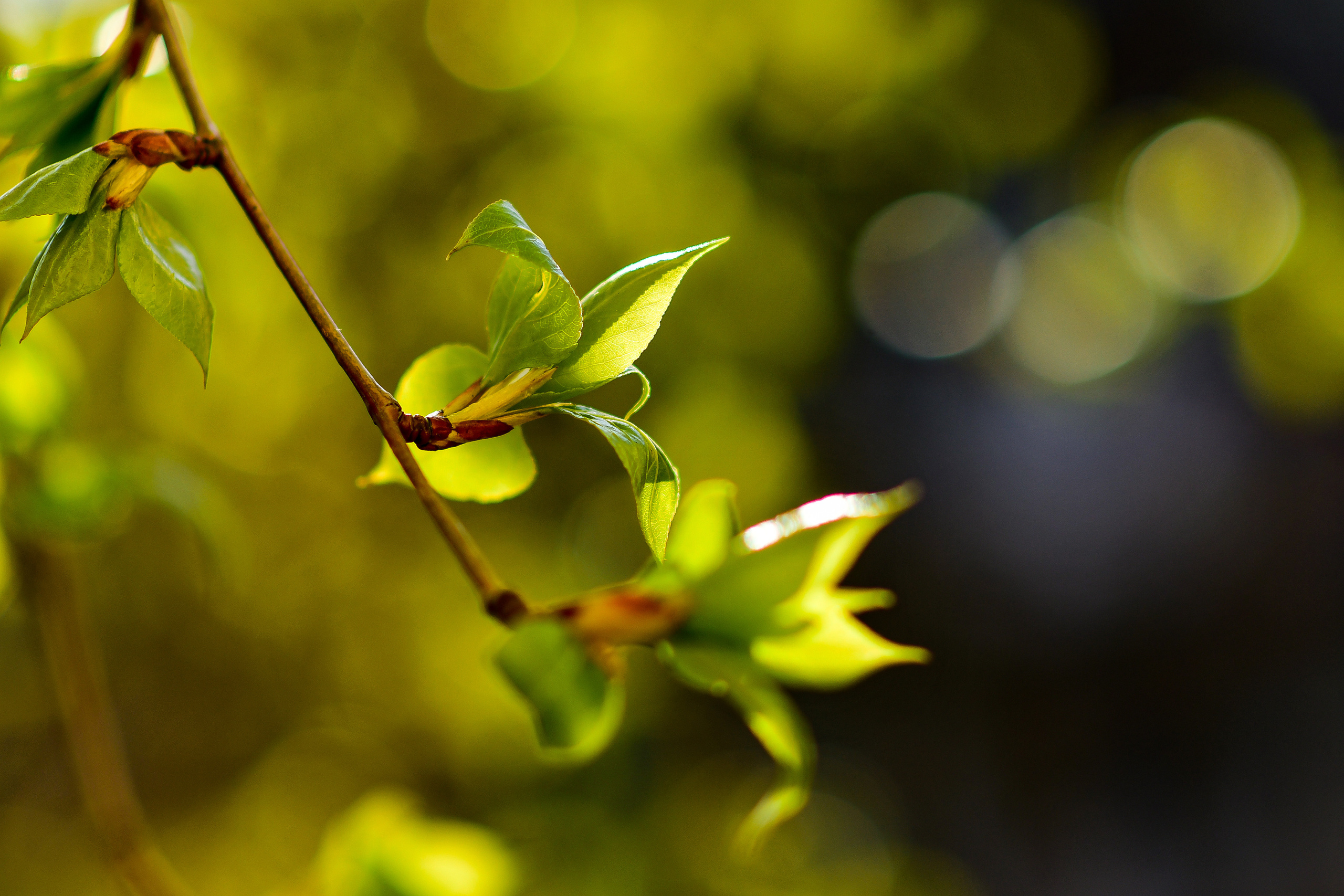 Природа. Семейный и свадебный фотограф в Донецке Донская Анастасия