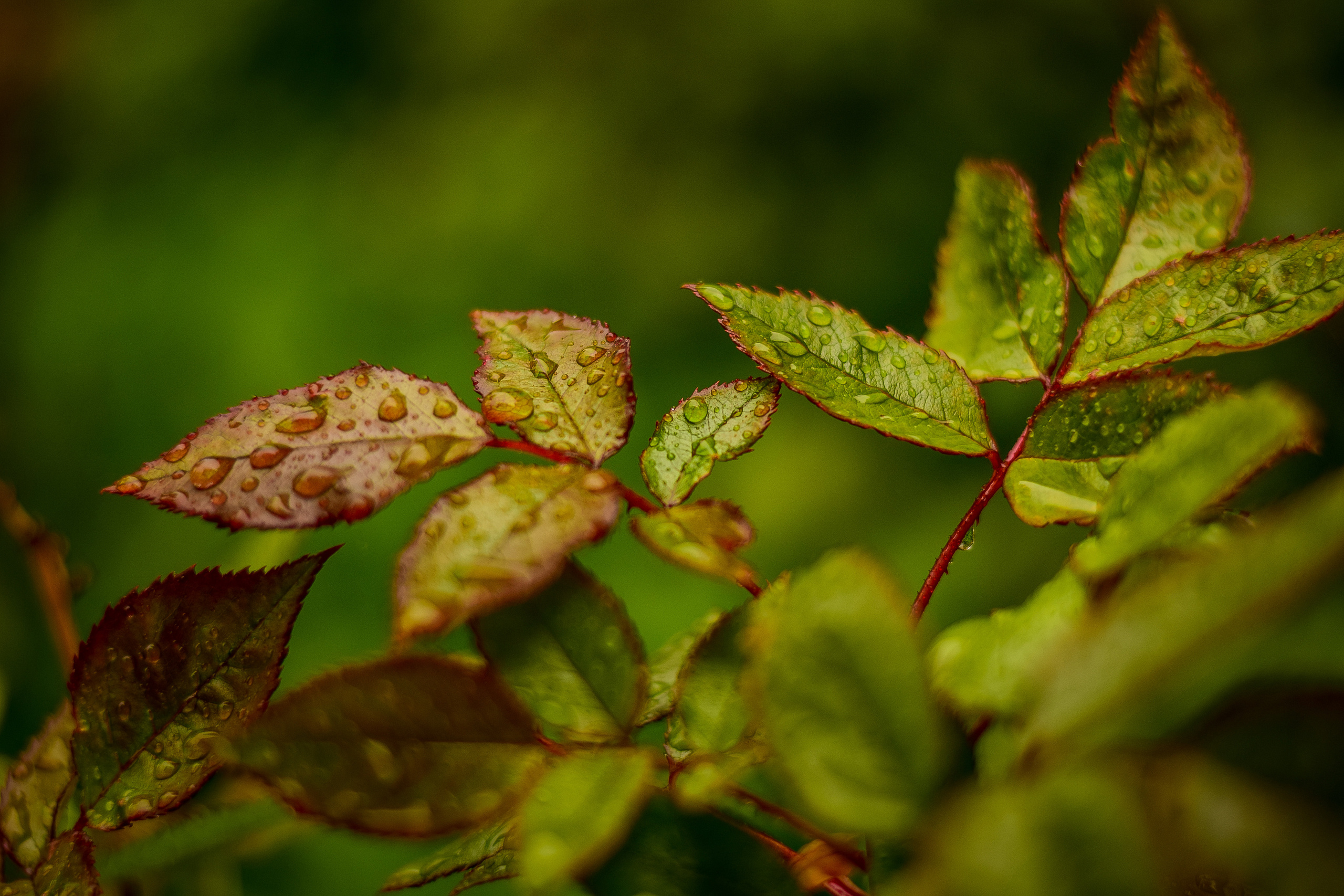Природа. Семейный и свадебный фотограф в Донецке Донская Анастасия