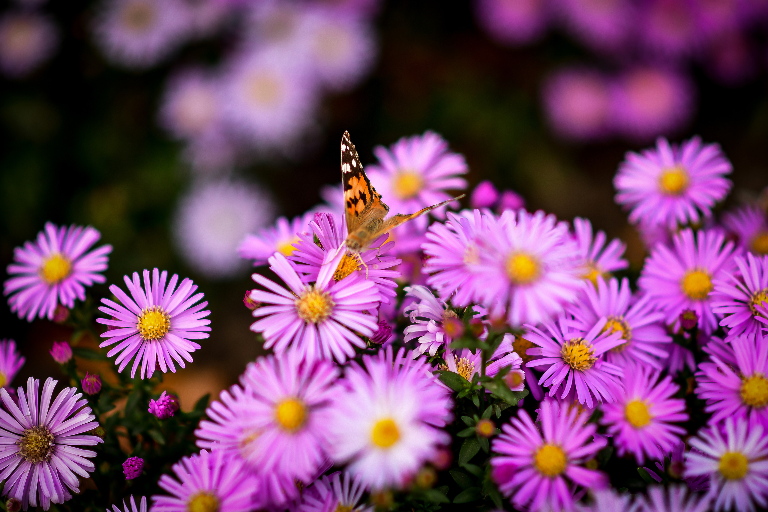 Природа. Семейный и свадебный фотограф в Донецке Донская Анастасия