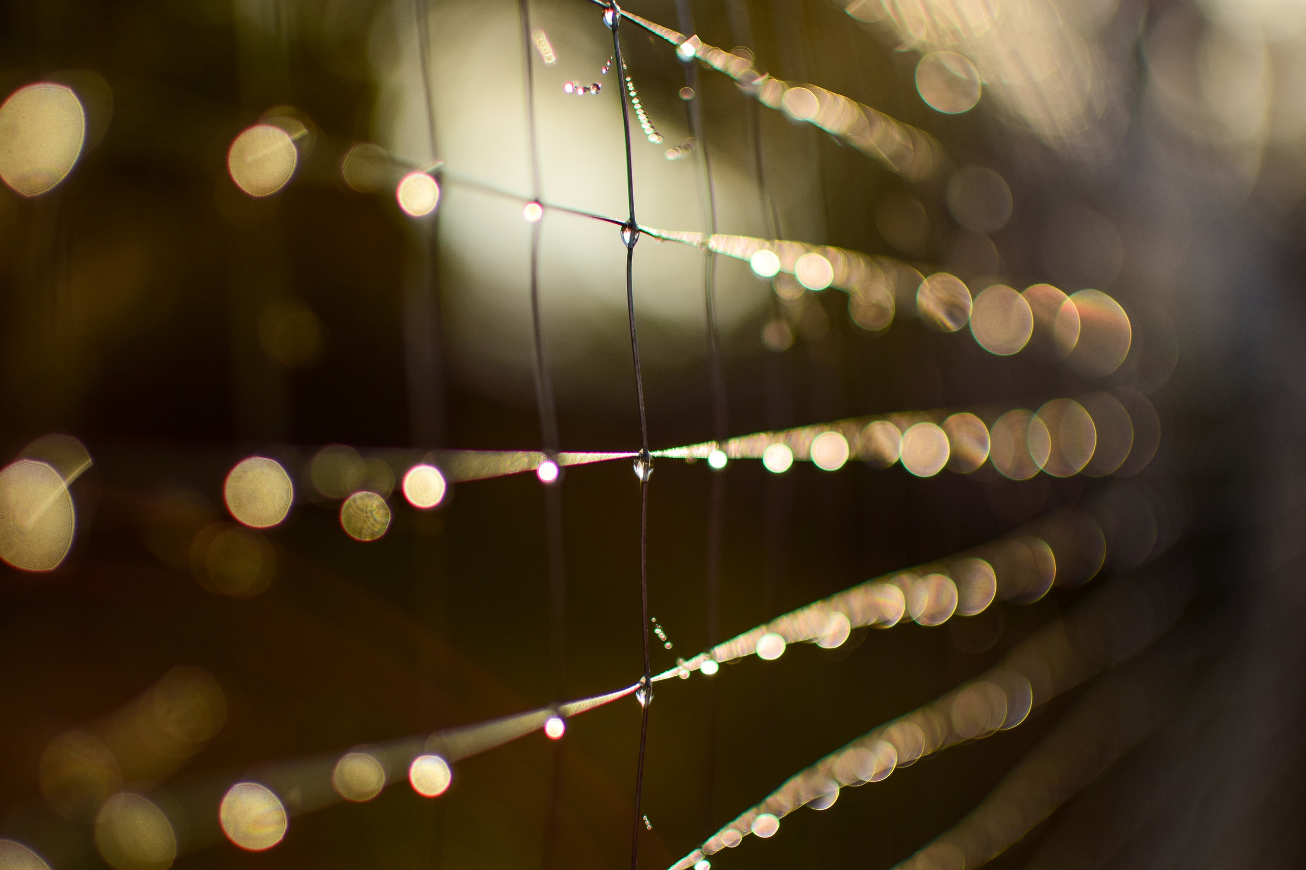 Природа. Семейный и свадебный фотограф в Донецке Донская Анастасия