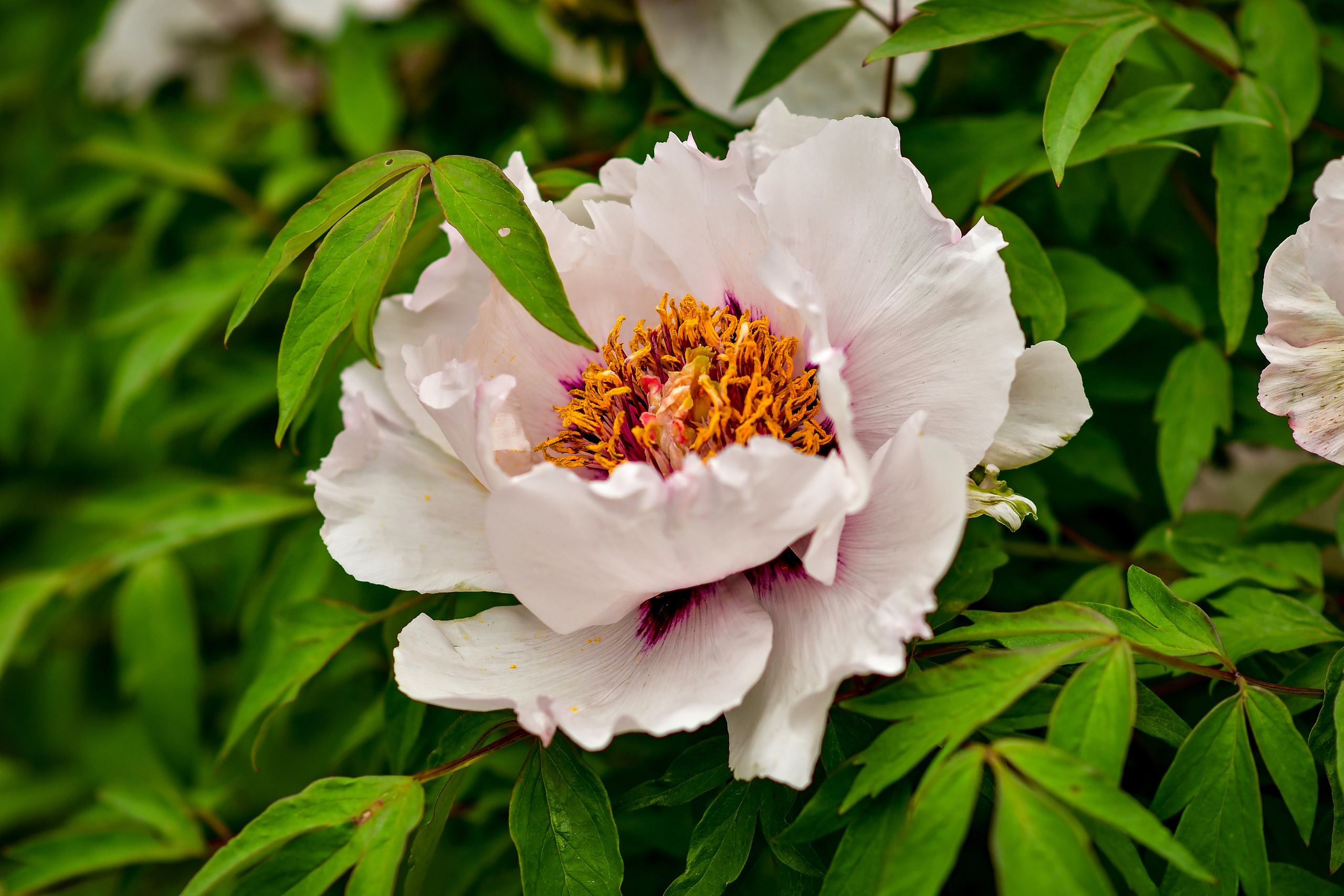 Природа. Семейный и свадебный фотограф в Донецке Донская Анастасия