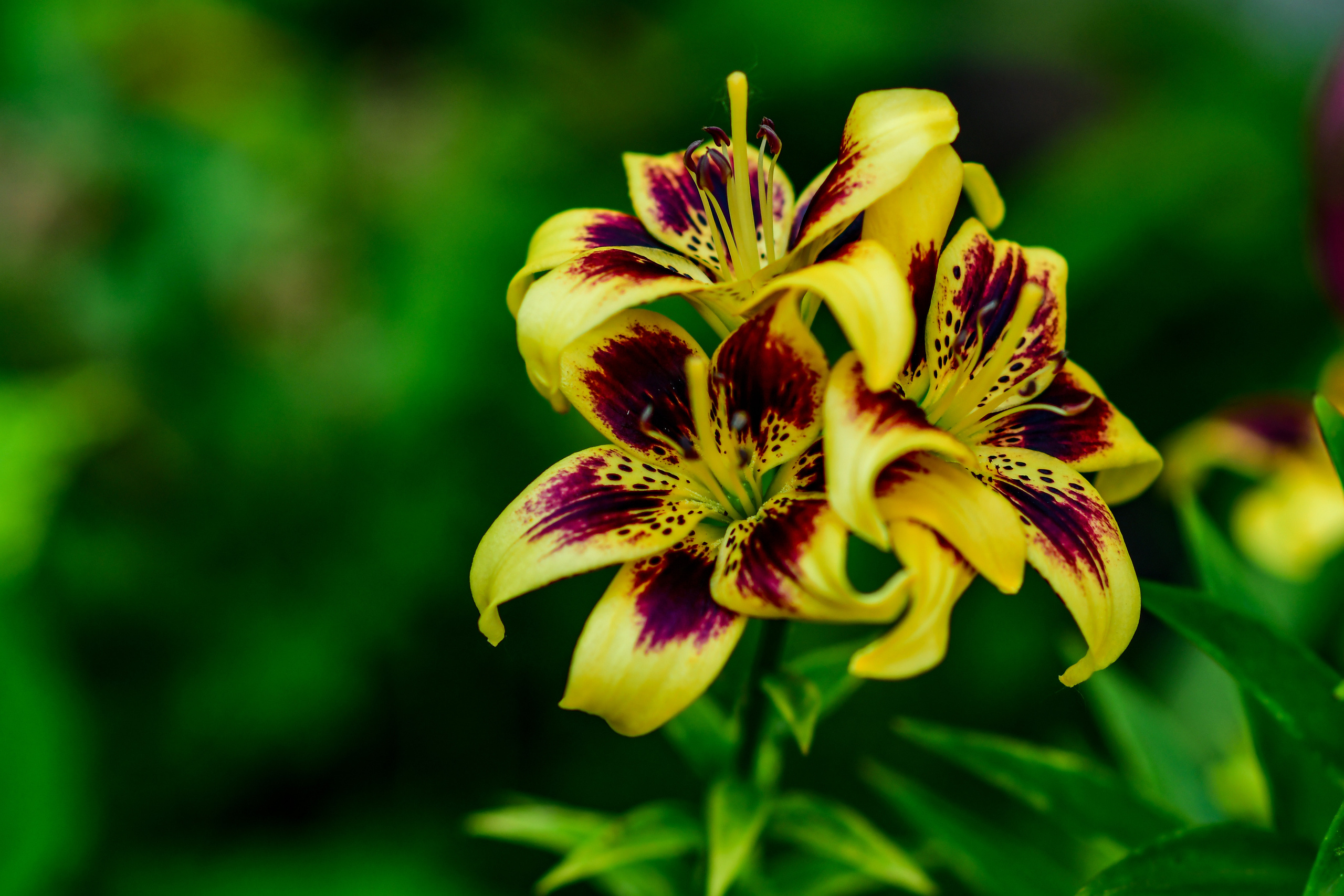 Природа. Семейный и свадебный фотограф в Донецке Донская Анастасия