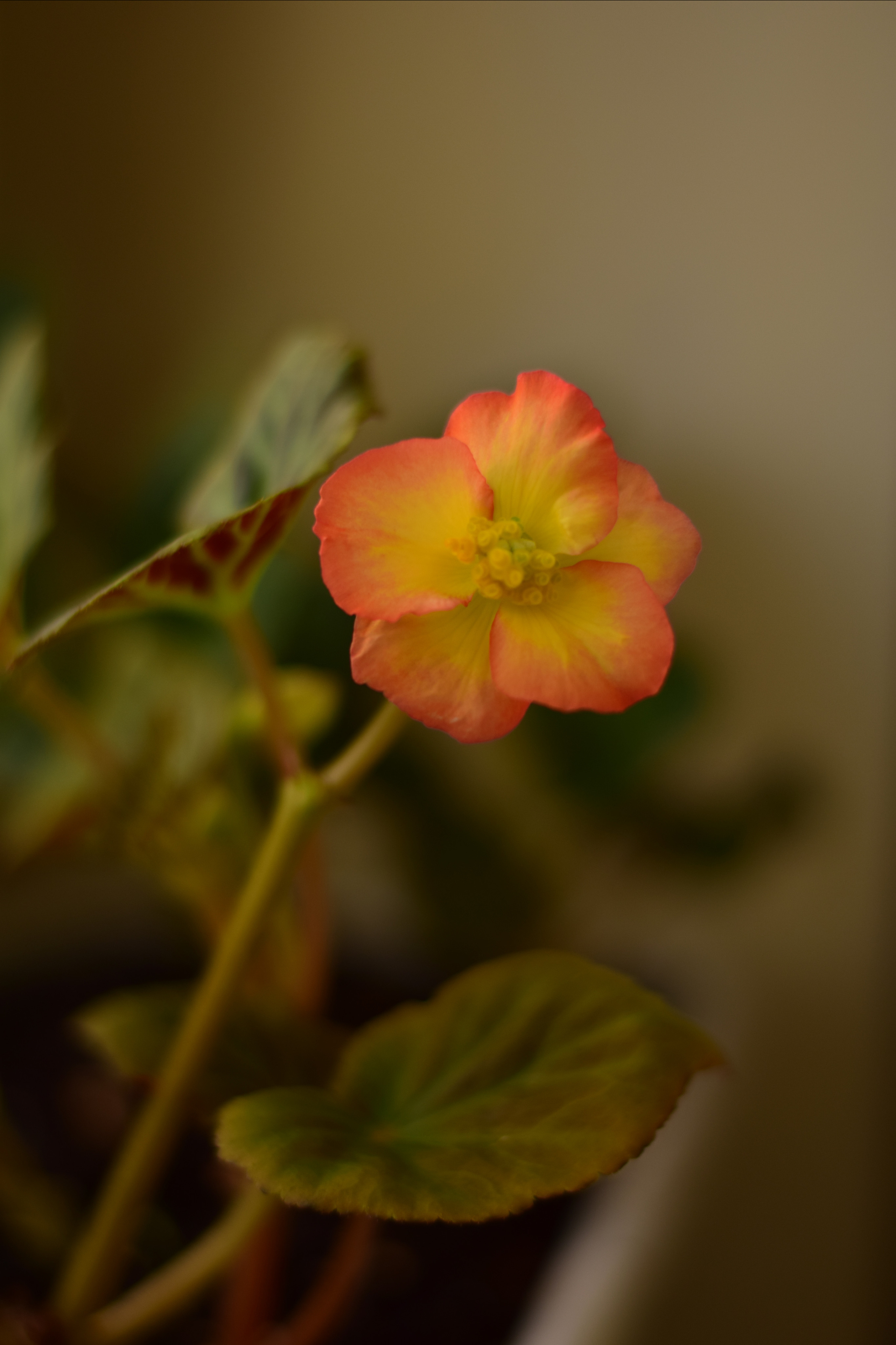 Природа. Семейный и свадебный фотограф в Донецке Донская Анастасия