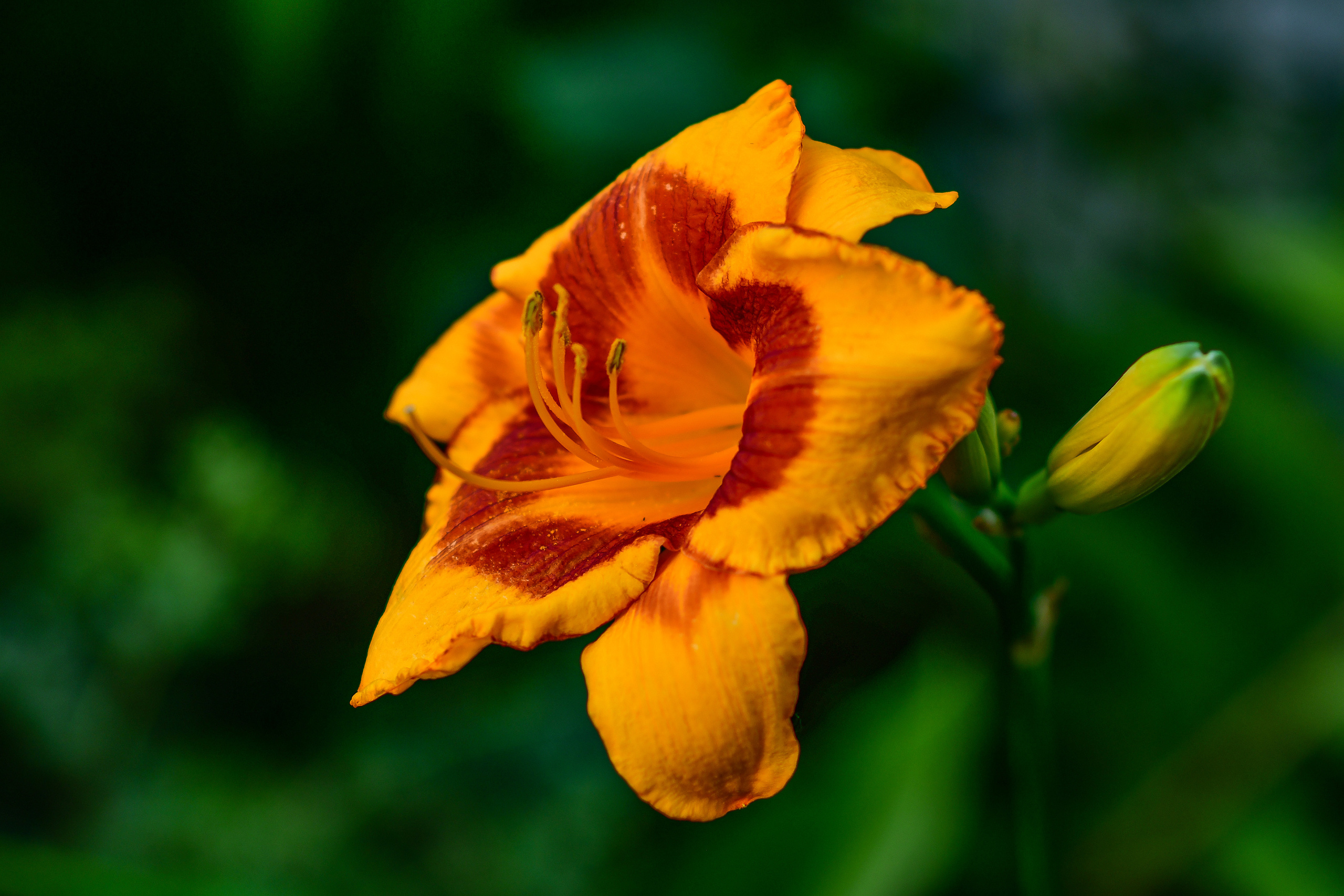 Природа. Семейный и свадебный фотограф в Донецке Донская Анастасия