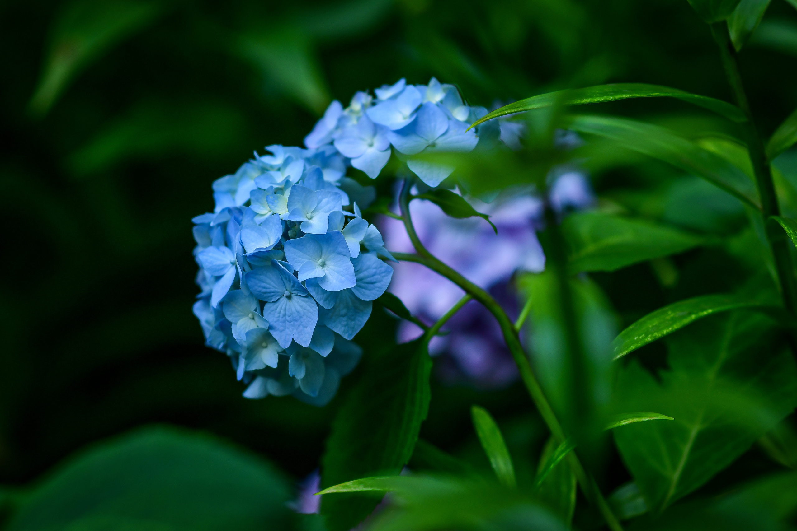Природа. Семейный и свадебный фотограф в Донецке Донская Анастасия