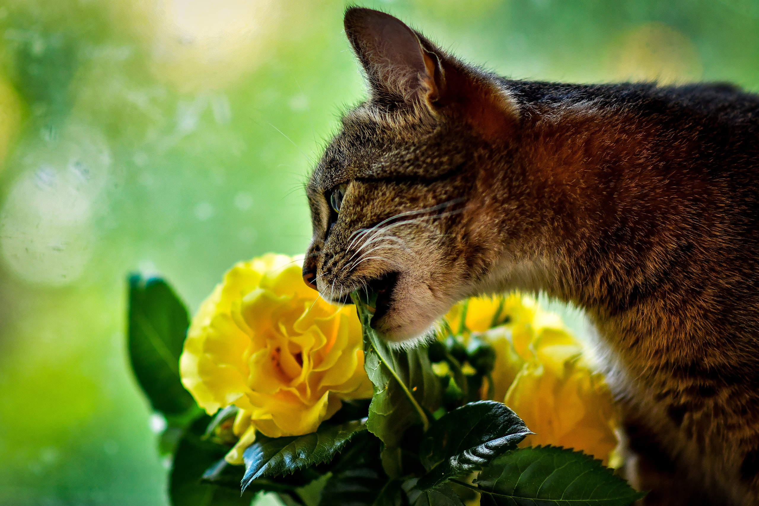 Природа. Семейный и свадебный фотограф в Донецке Донская Анастасия