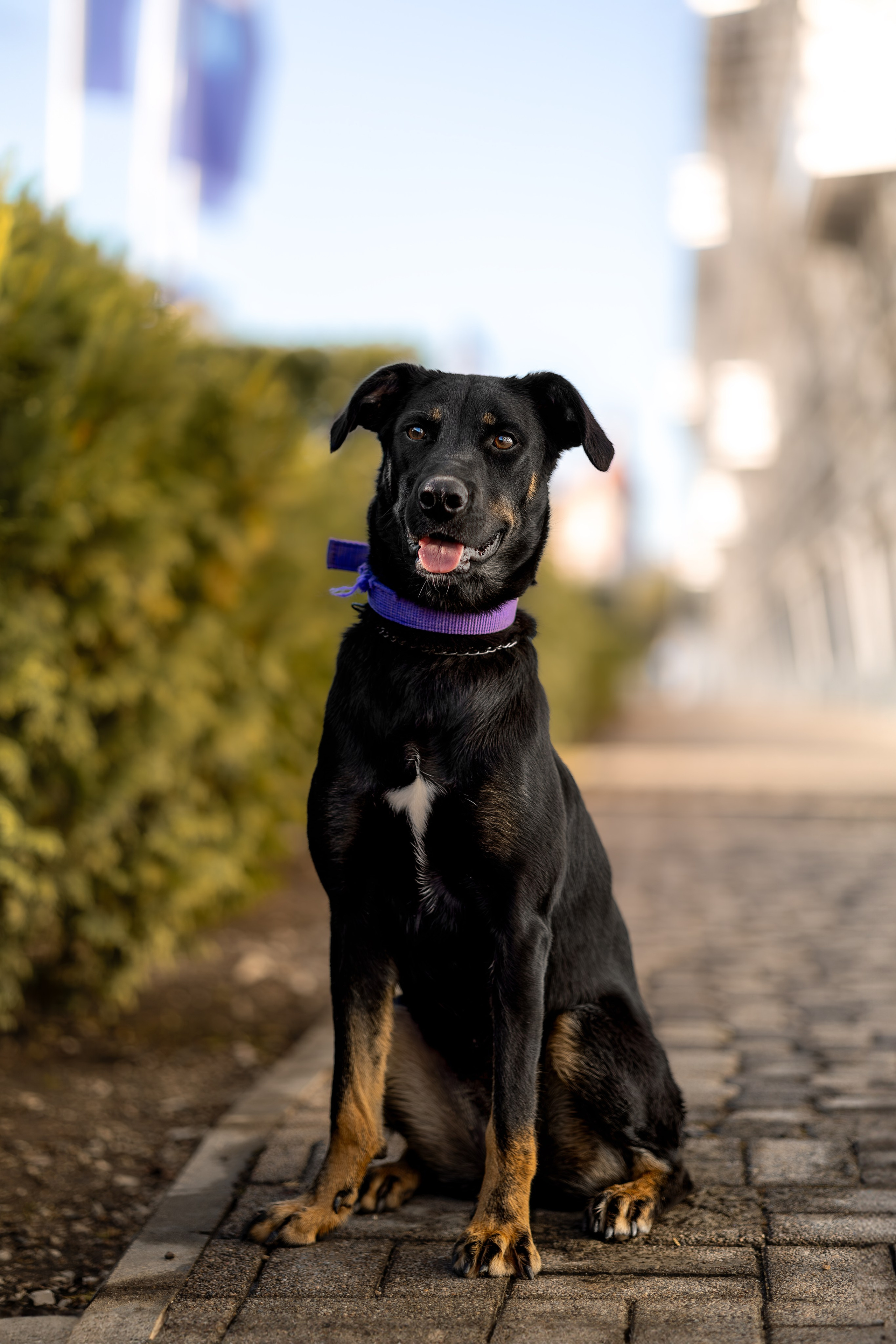 Кураторские питомцы Сириус. Ирина Голомб|Фотограф-анималист в  Сочи и Калининграде