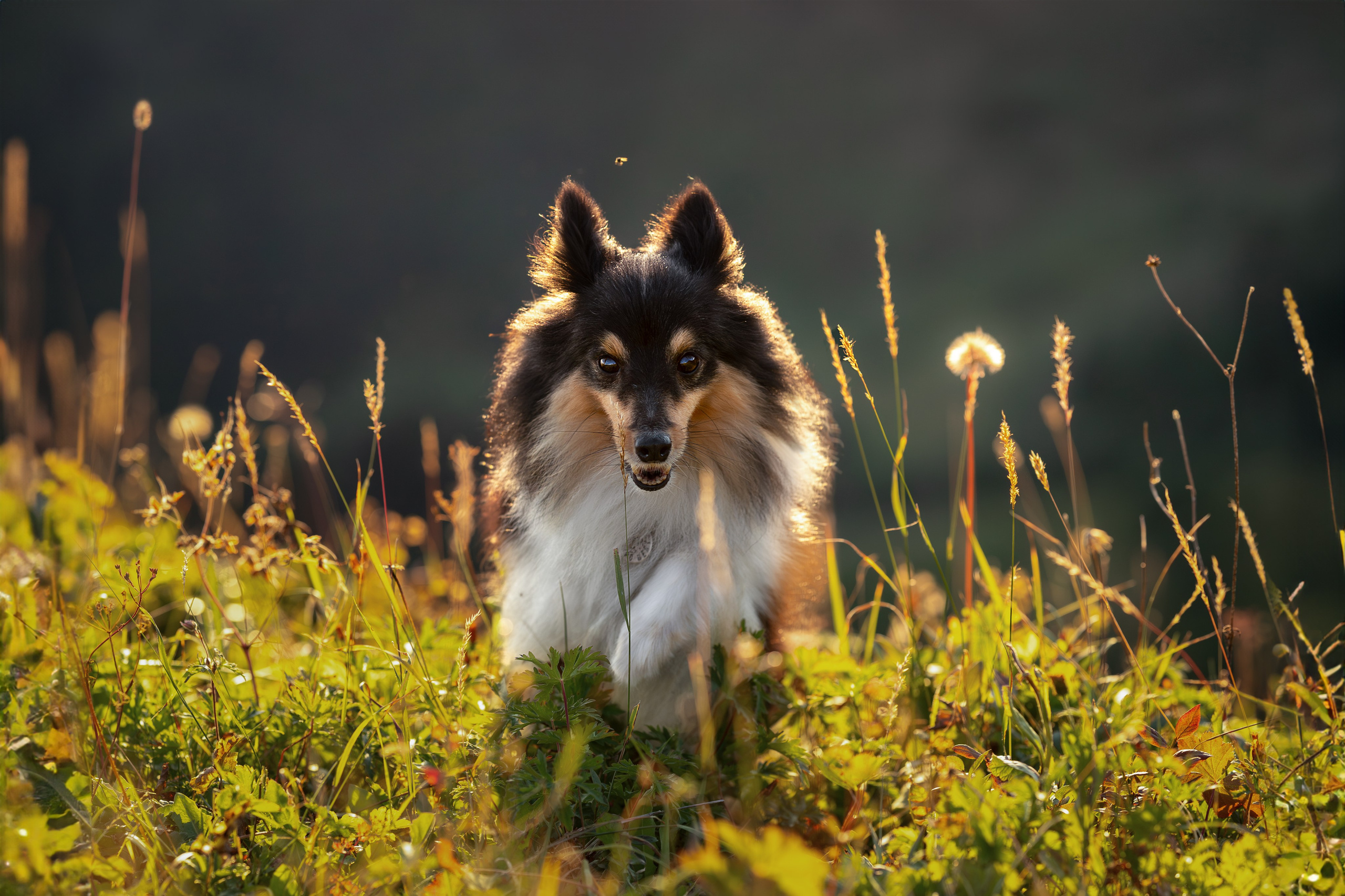 Мята, Шелти. Ирина Голомб|Фотограф-анималист в  Сочи и Калининграде
