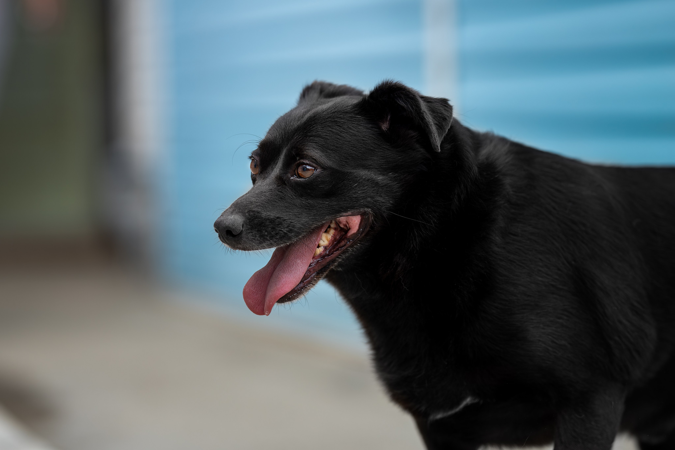 Мини-приют «Возрождение». Ирина Голомб|Фотограф-анималист в  Сочи и Калининграде