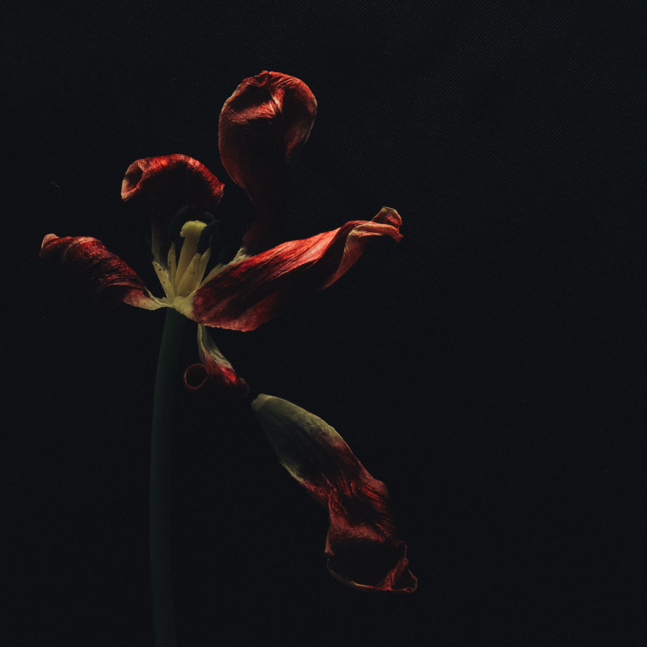 Природа &. Фотохудожник в СПб