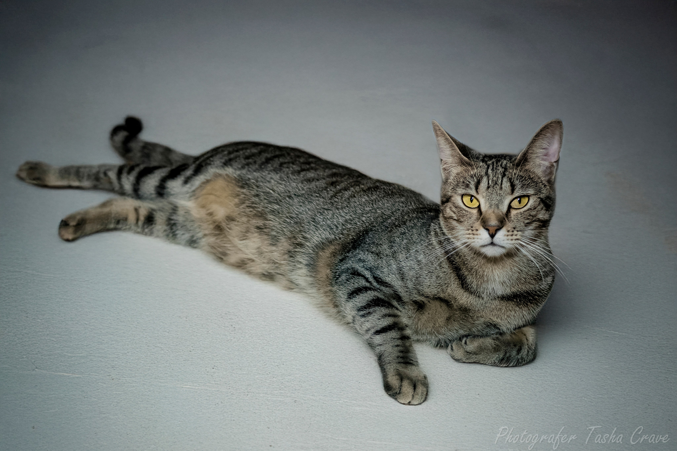 Передержка. Фотограф анималист в Санкт-Петербурге Таша Крейв