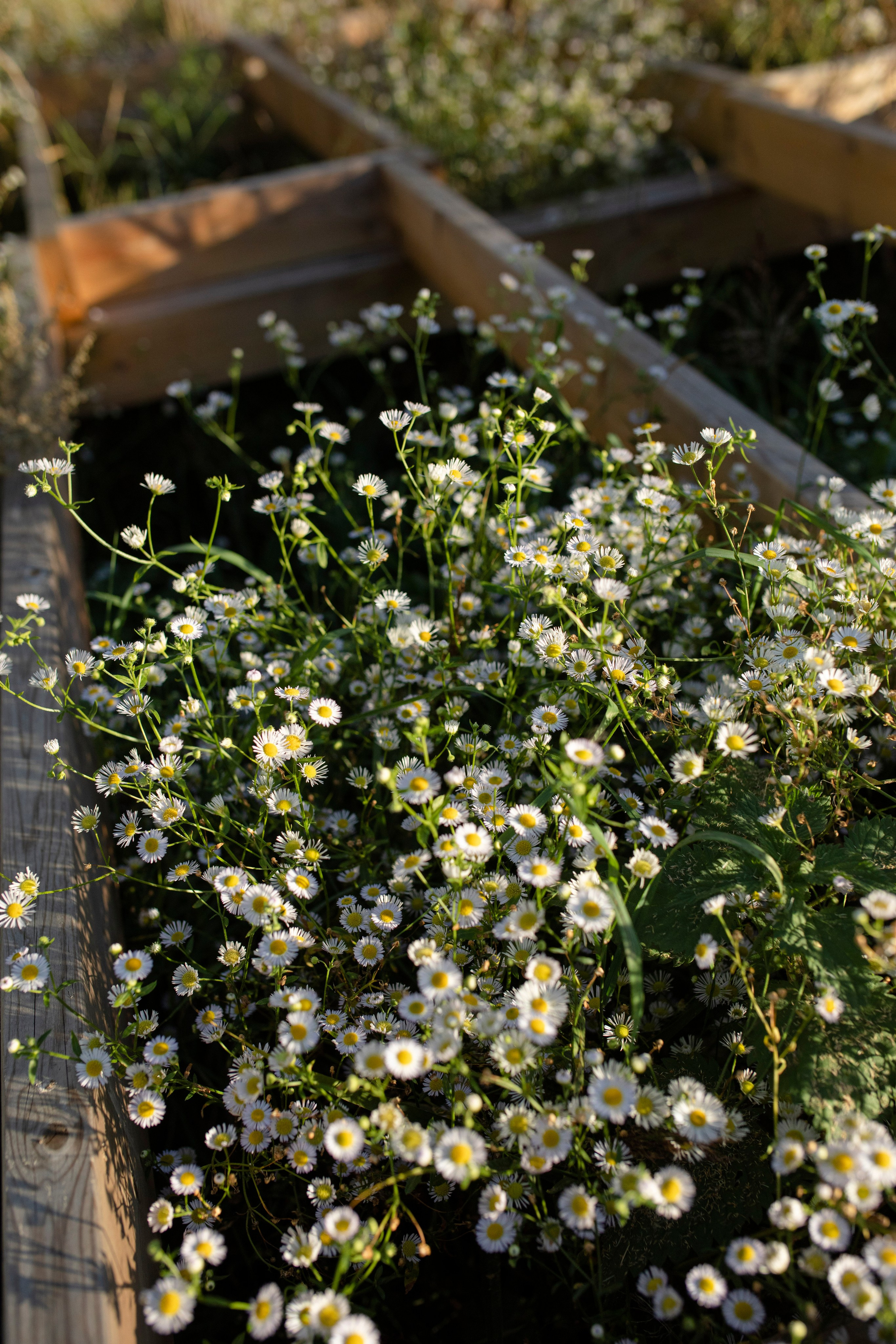 Брюгге. Ольга Пилант. АРТ, бэкстейдж, свадебная и семейная фотография, городской портрет, интерьерная фотография