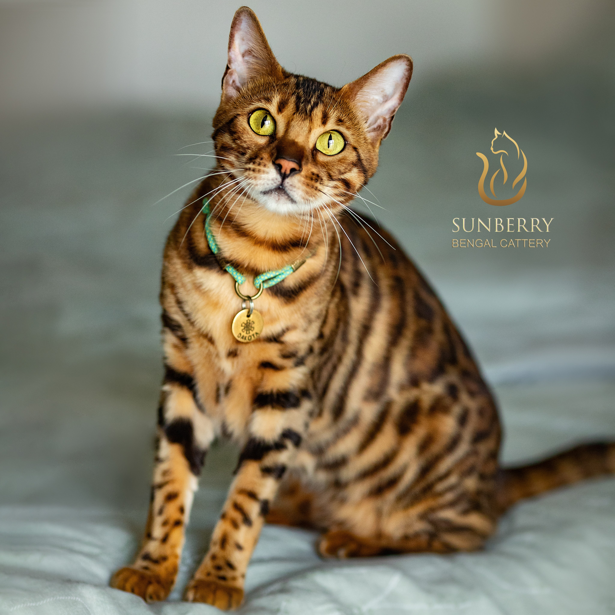 Питомник Бенгальских кошек Минск