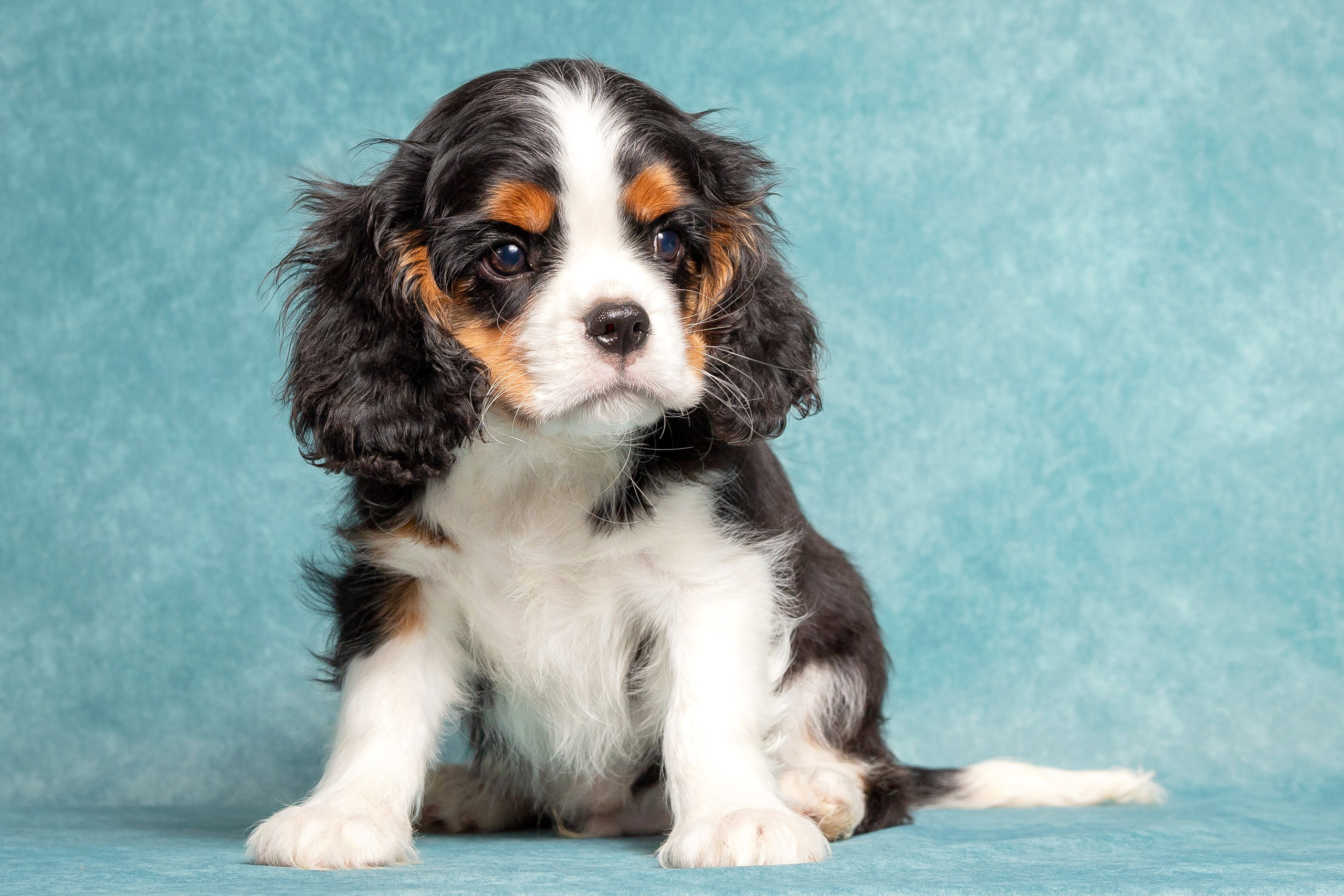 Кавалер Кинг Чарльз спаниель. Юлия Микульская. Рыбинск