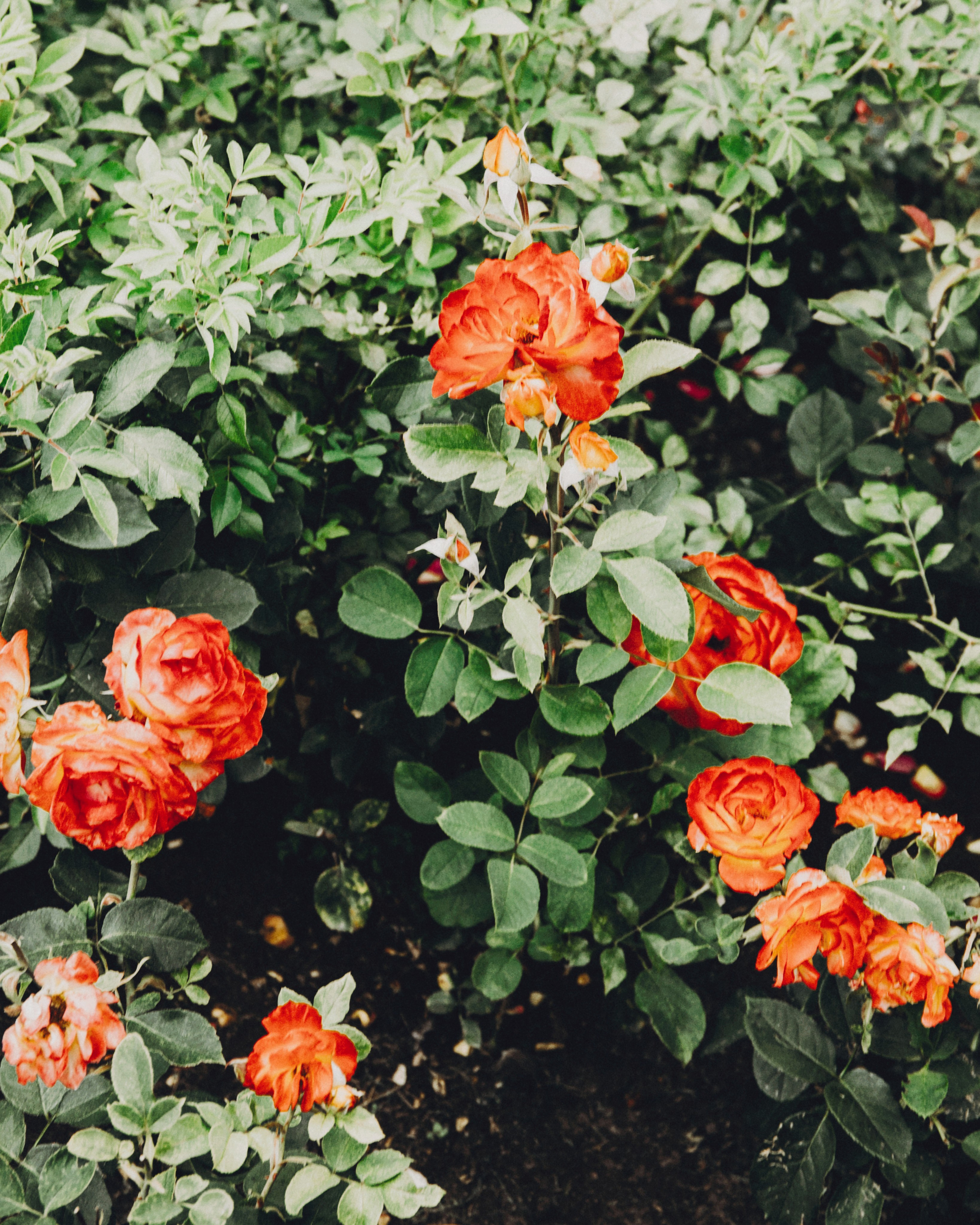 Катерина. Портретный фотограф Ванинен Анастасия. Санкт-Петербург