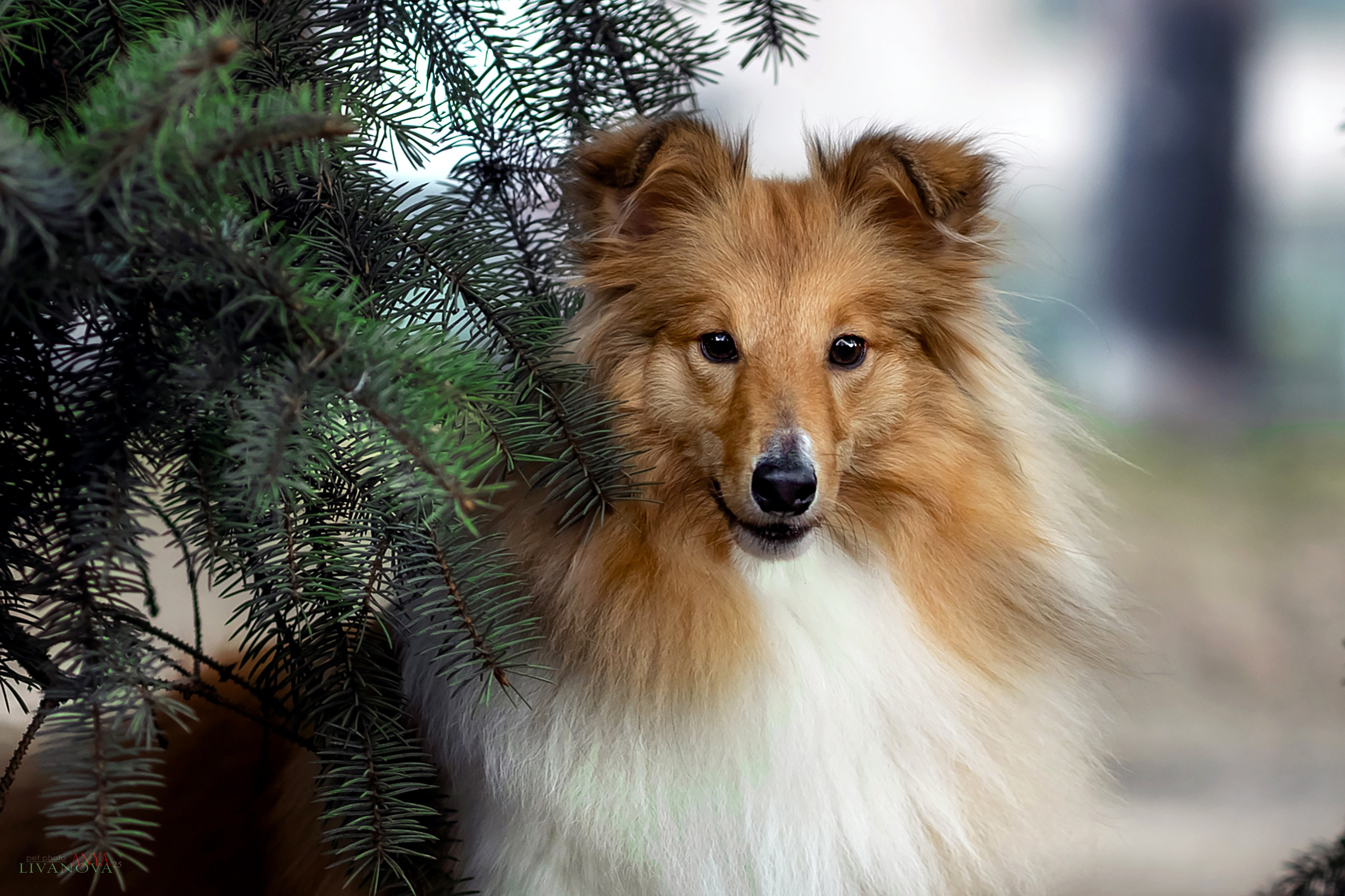 Ника. Фотограф анималист Аня Ливанова | Рыбинск