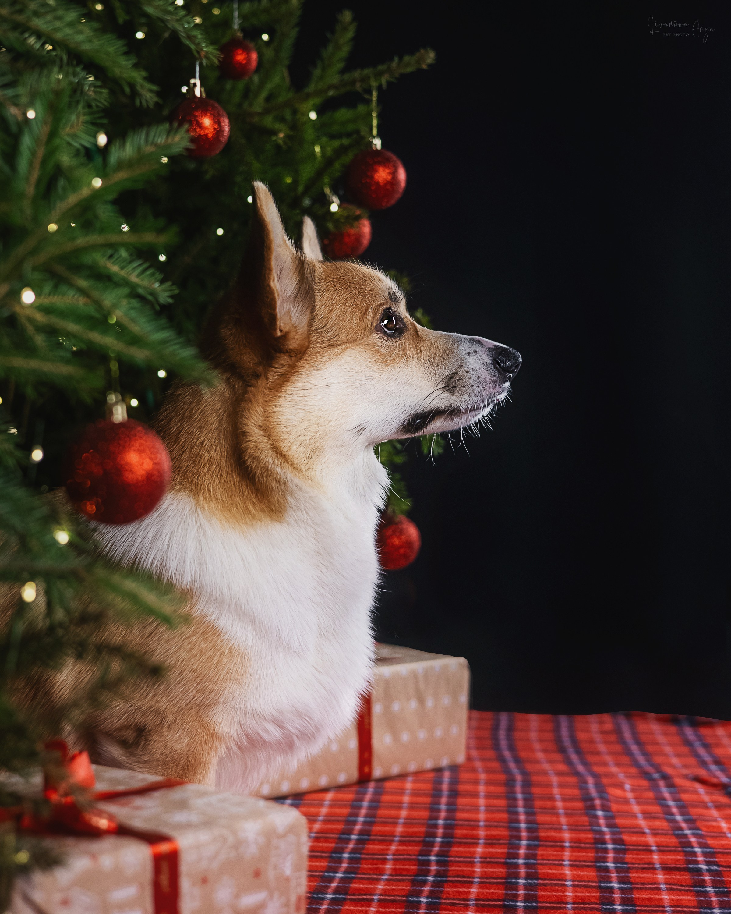 Фотодень_1 2025. Фотограф анималист Аня Ливанова | Рыбинск