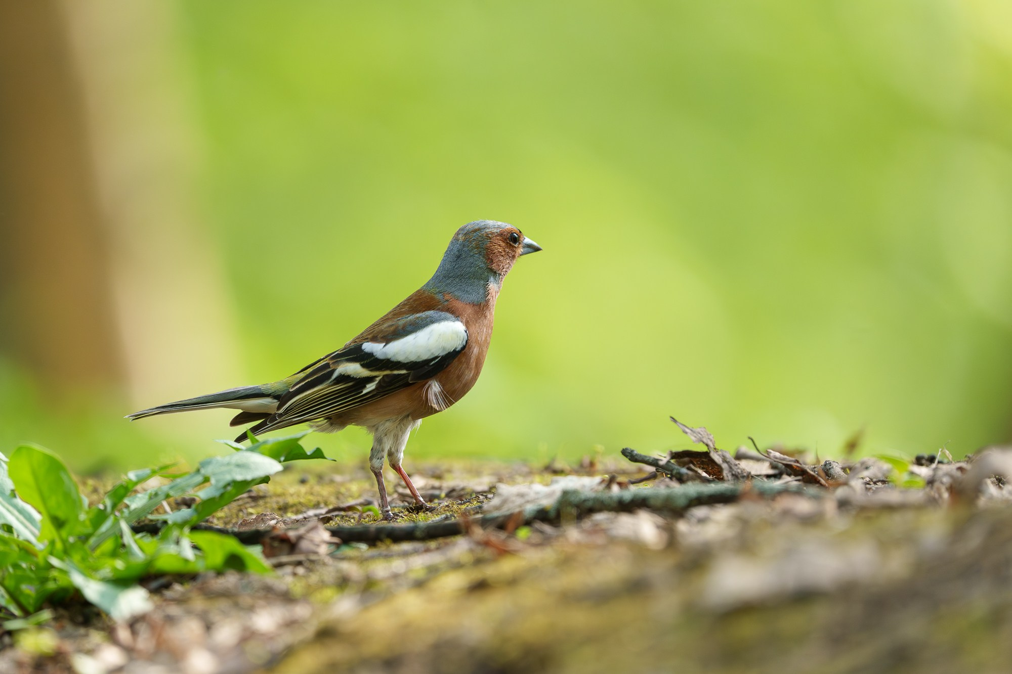 Удивительные мир птиц. Вокруг нас столько прекрасного — присмотритесь!. Ваш личный фотограф Марина Волкова