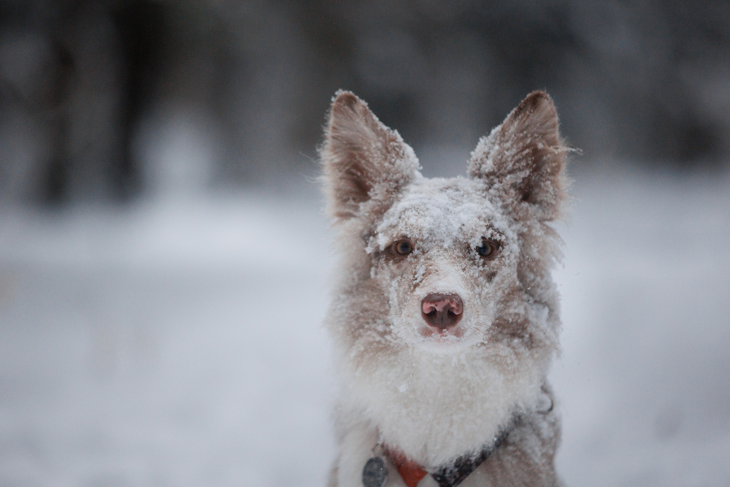 Даша и компания. Фотограф анималист Кристина Карпова, Москва