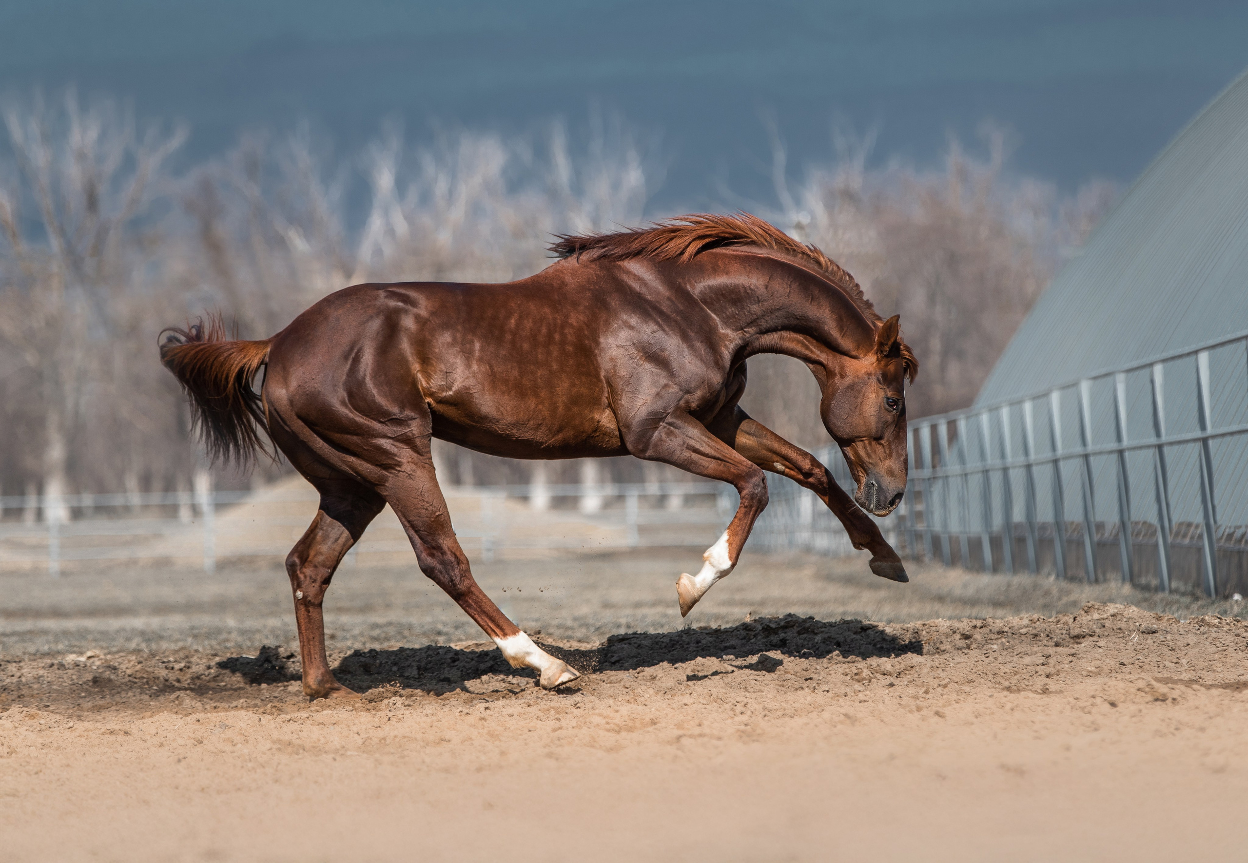 В движении. Фотограф-анималист Ксендзова Кристина