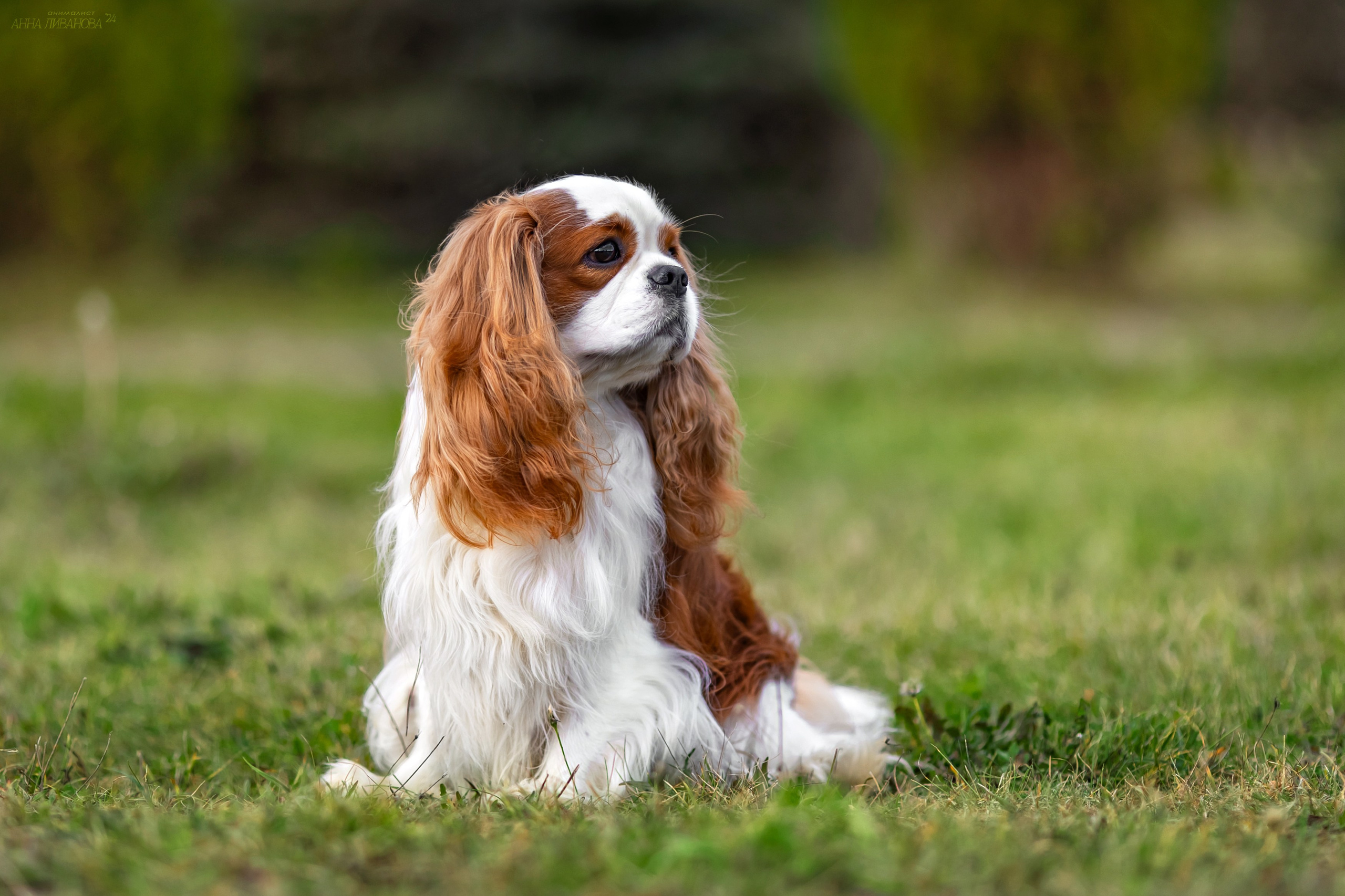 Кавалеры. Фотограф анималист Аня Ливанова | Рыбинск