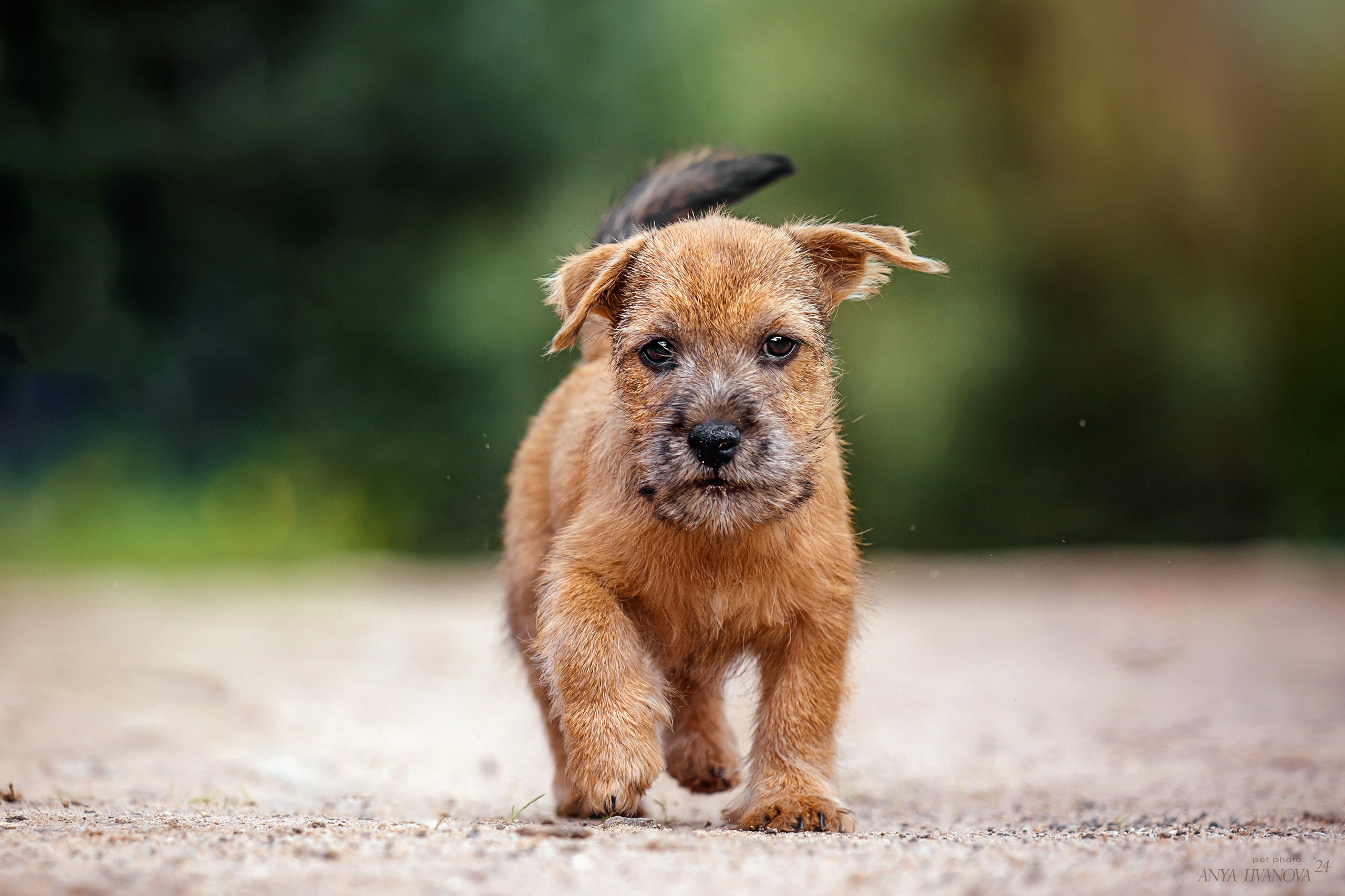 Норвичи. Фотограф анималист Аня Ливанова | Рыбинск