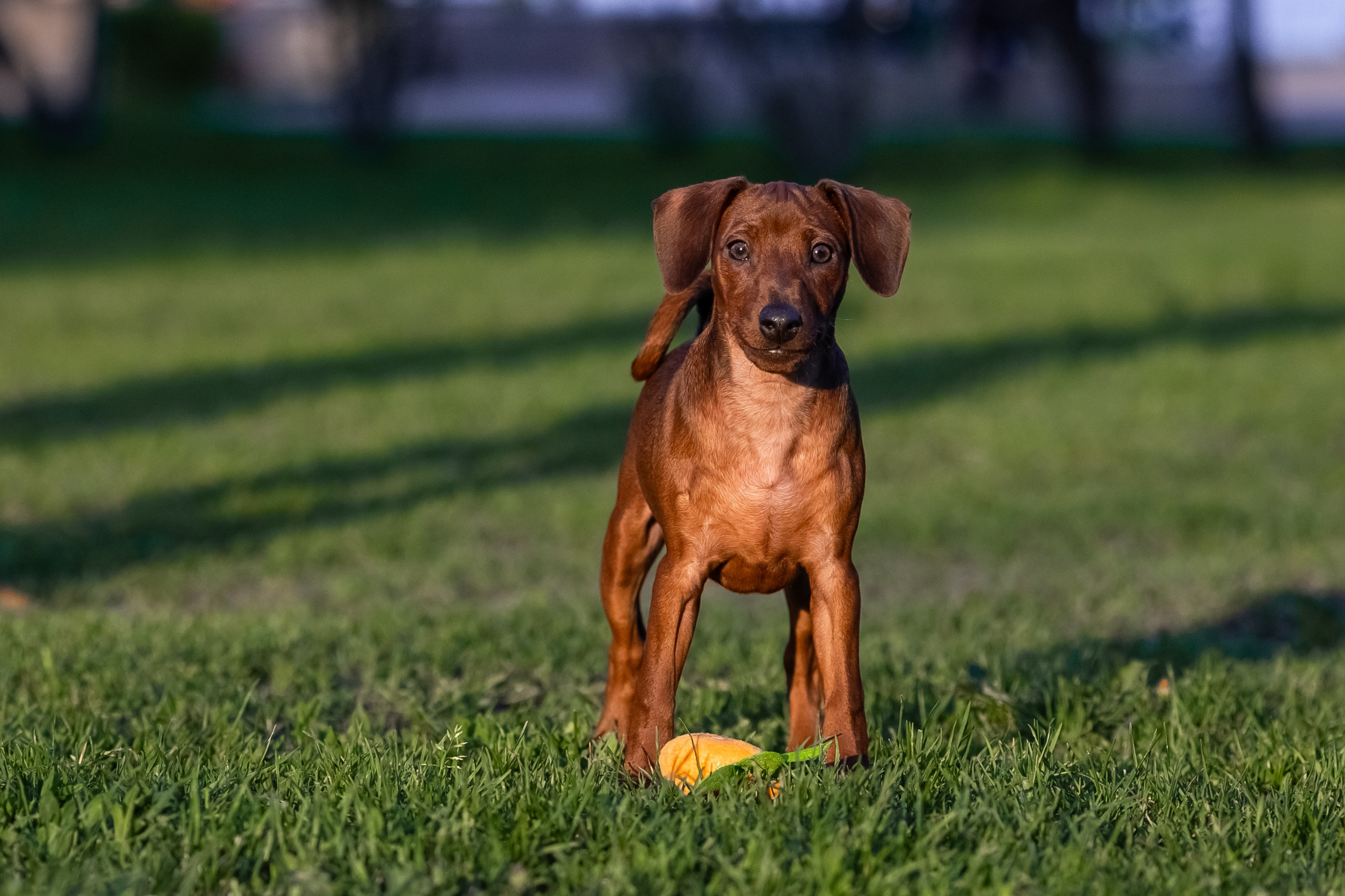 Пинчерята. Фотограф анималист Аня Ливанова | Рыбинск
