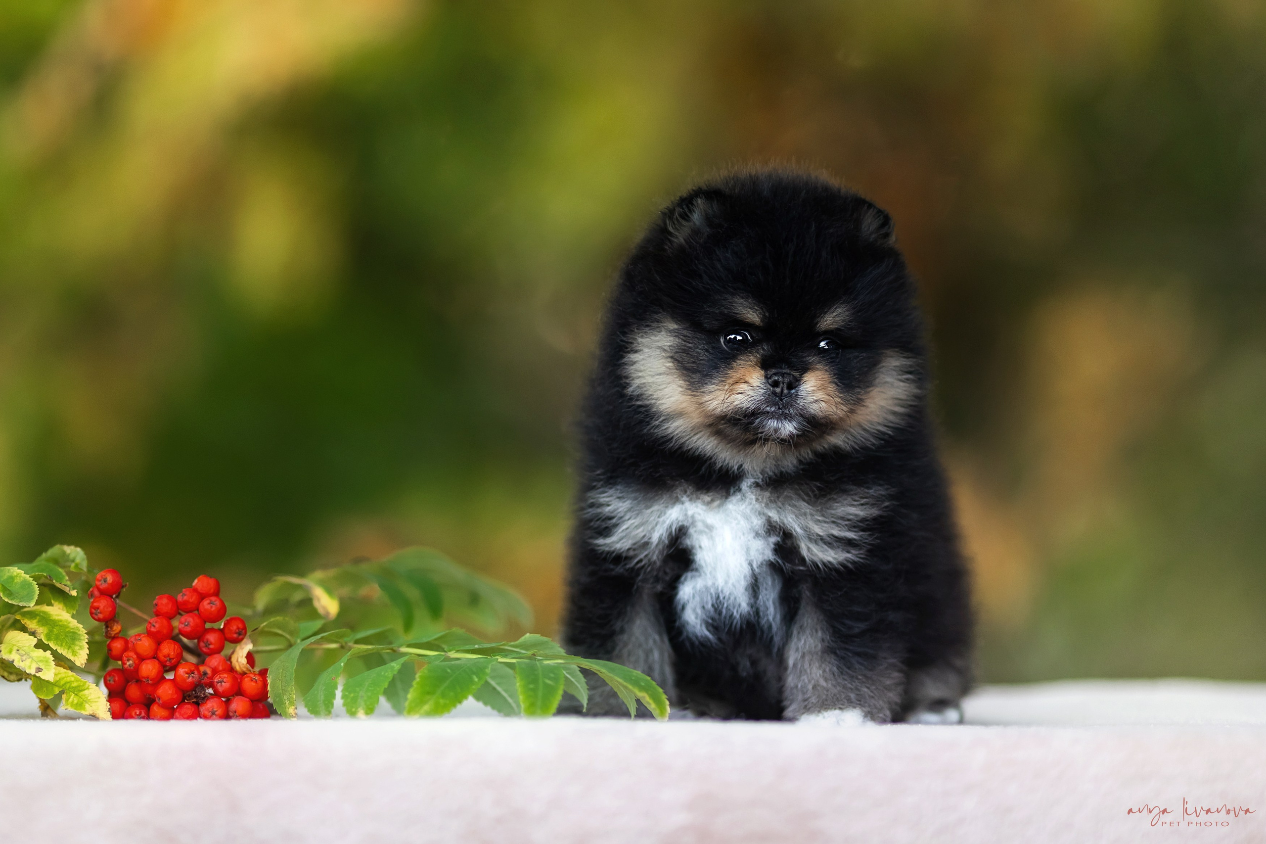 Шпицы. Фотограф анималист Аня Ливанова | Рыбинск
