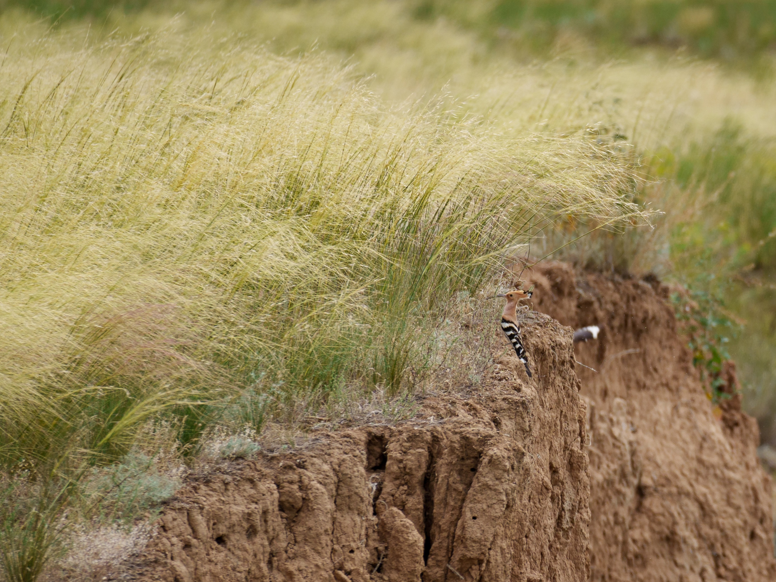 Фотосъемка животных и птиц. Интерьерный и архитектурный фотограф в Москве Панова Ольга