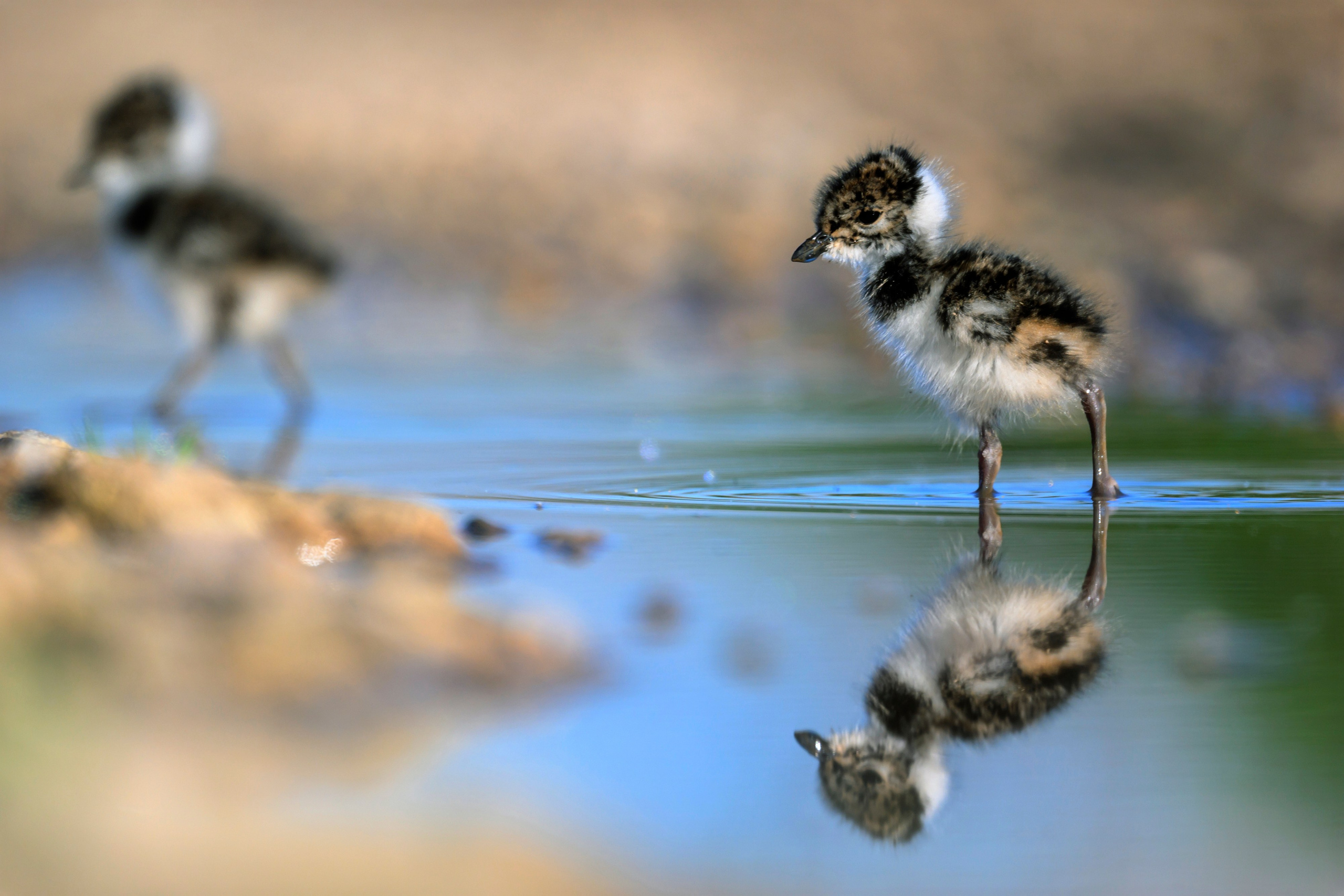 Чибисята. Wildlife photography by Sergey Puponin