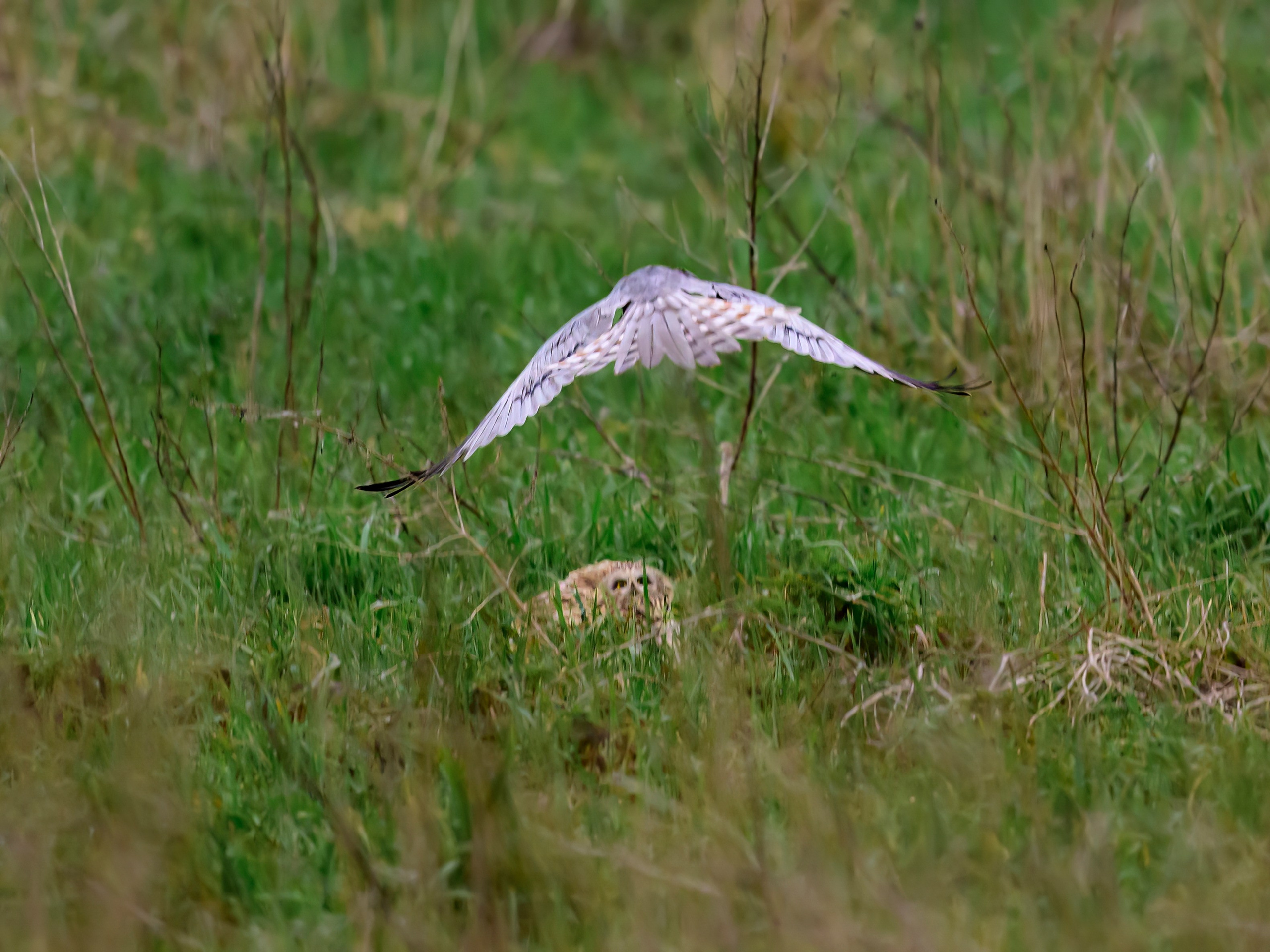 Лунь атакует сову. Wildlife photography by Sergey Puponin